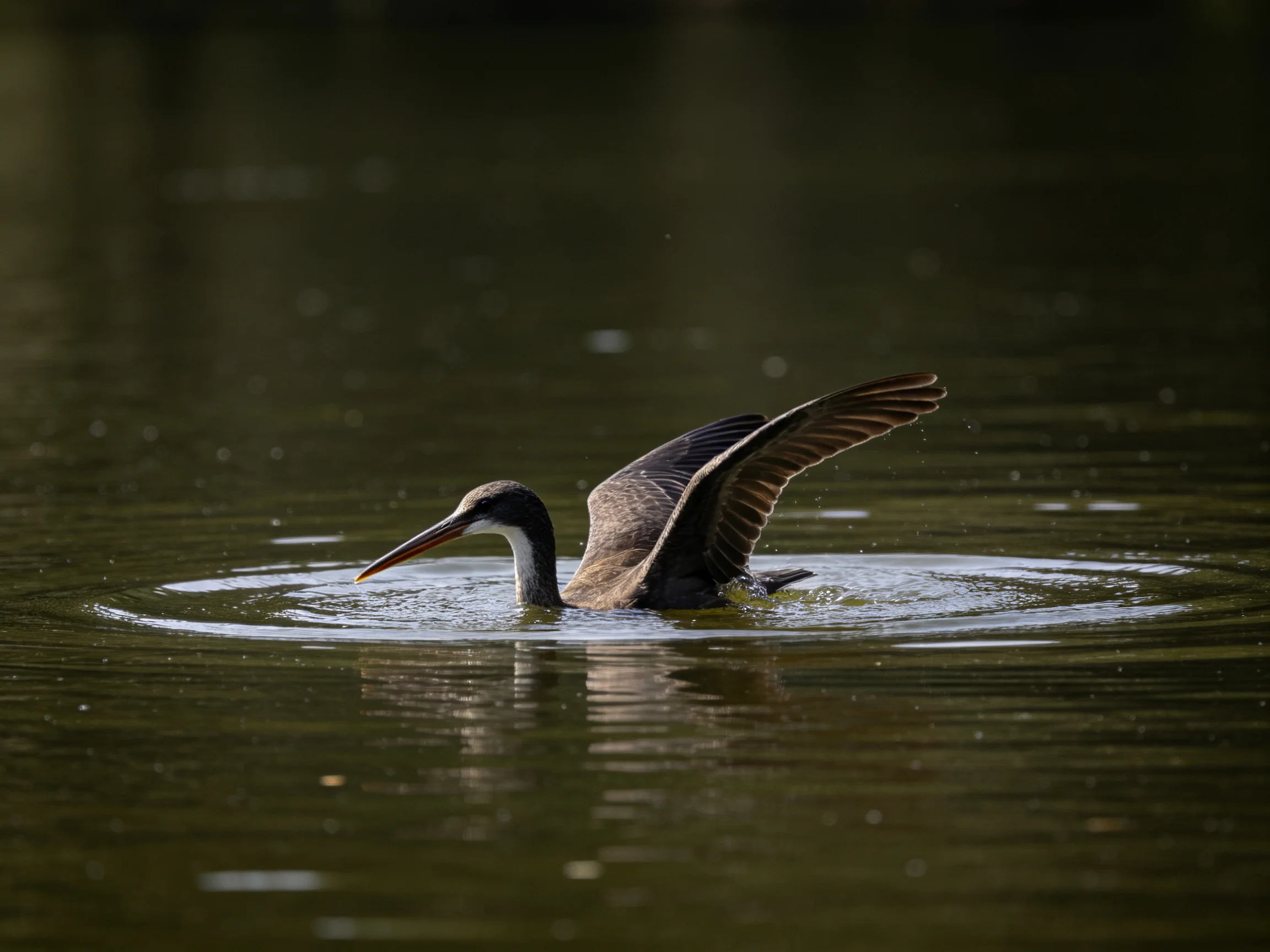 A brown bird spreads wings while swimming in calm water