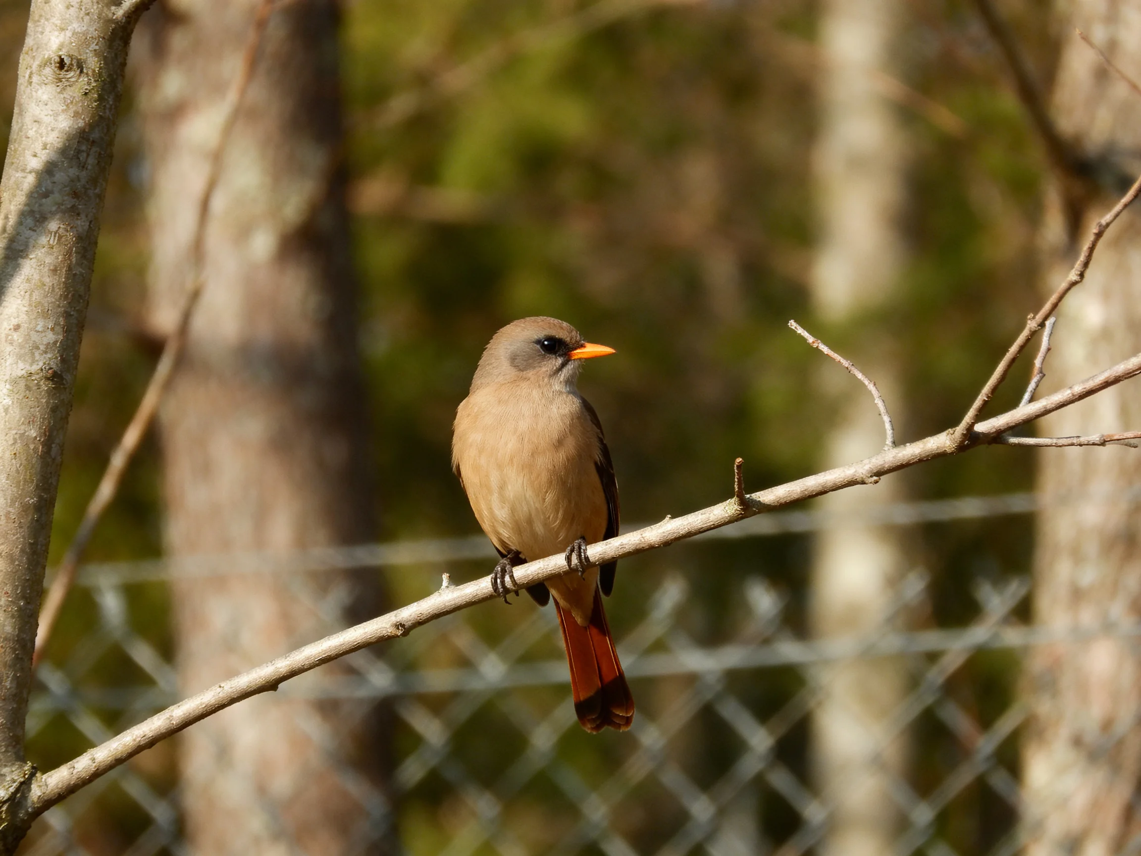 A brown bird with an orange beak perches on a thin branch