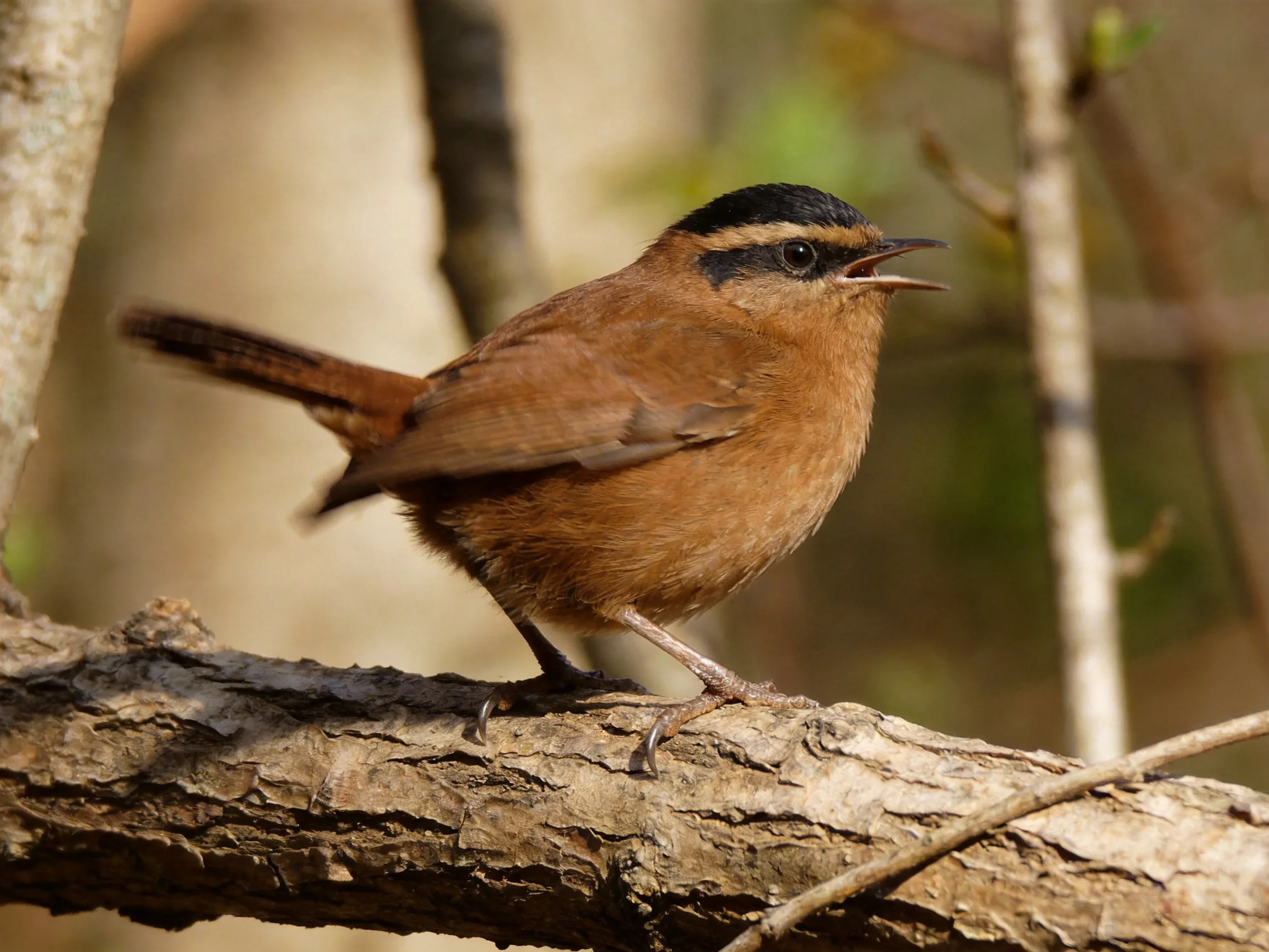 A brown bird with black and white head markings rests on a tree branch.