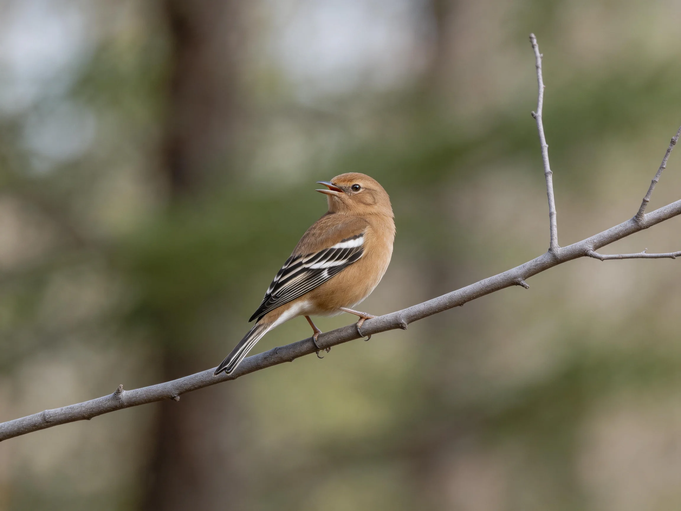 A brown bird with black-and-white wing markings perches on a slender branch