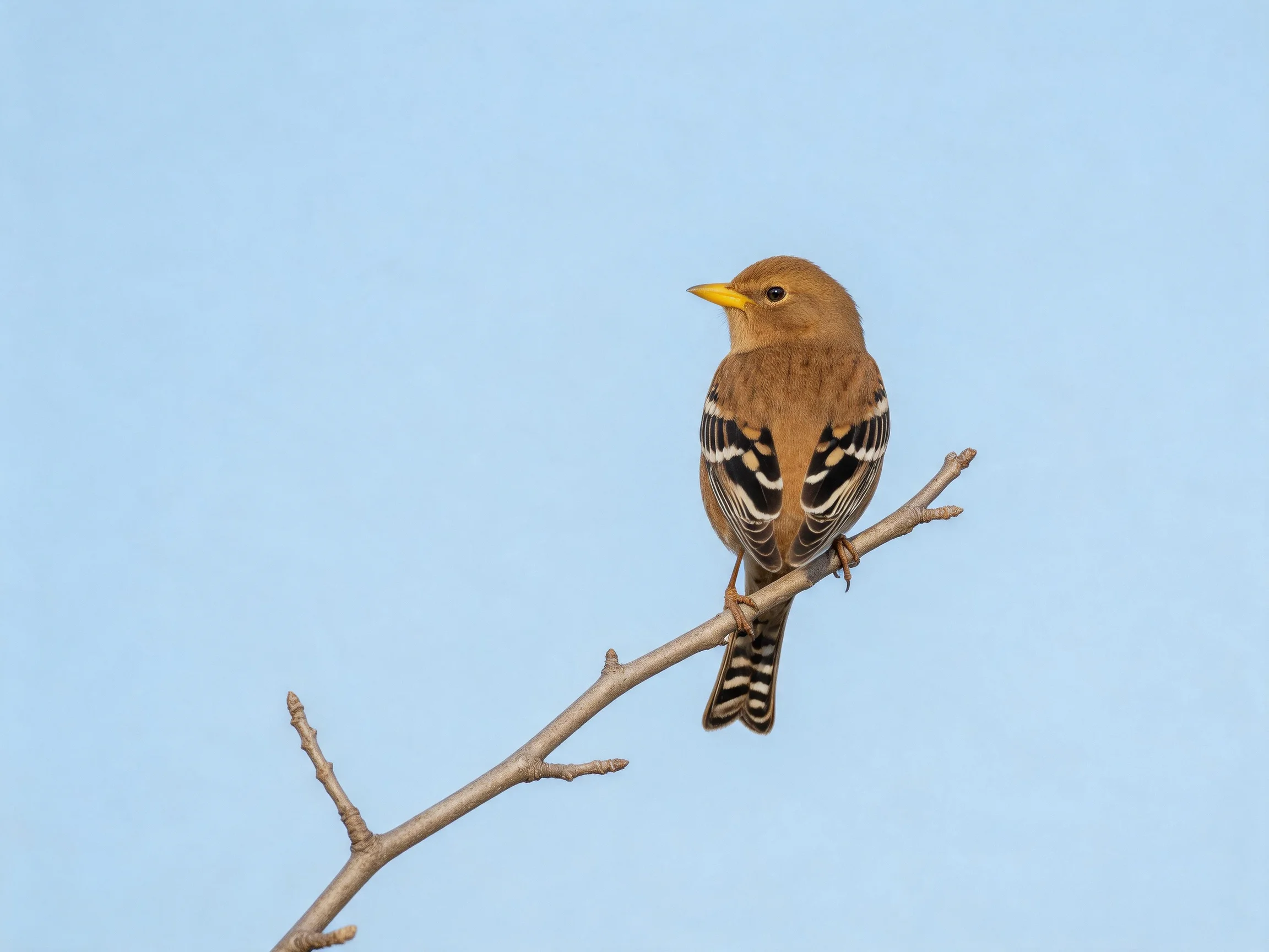A brown bird with distinctive wing markings rests on a thin branch under a clear blue sky