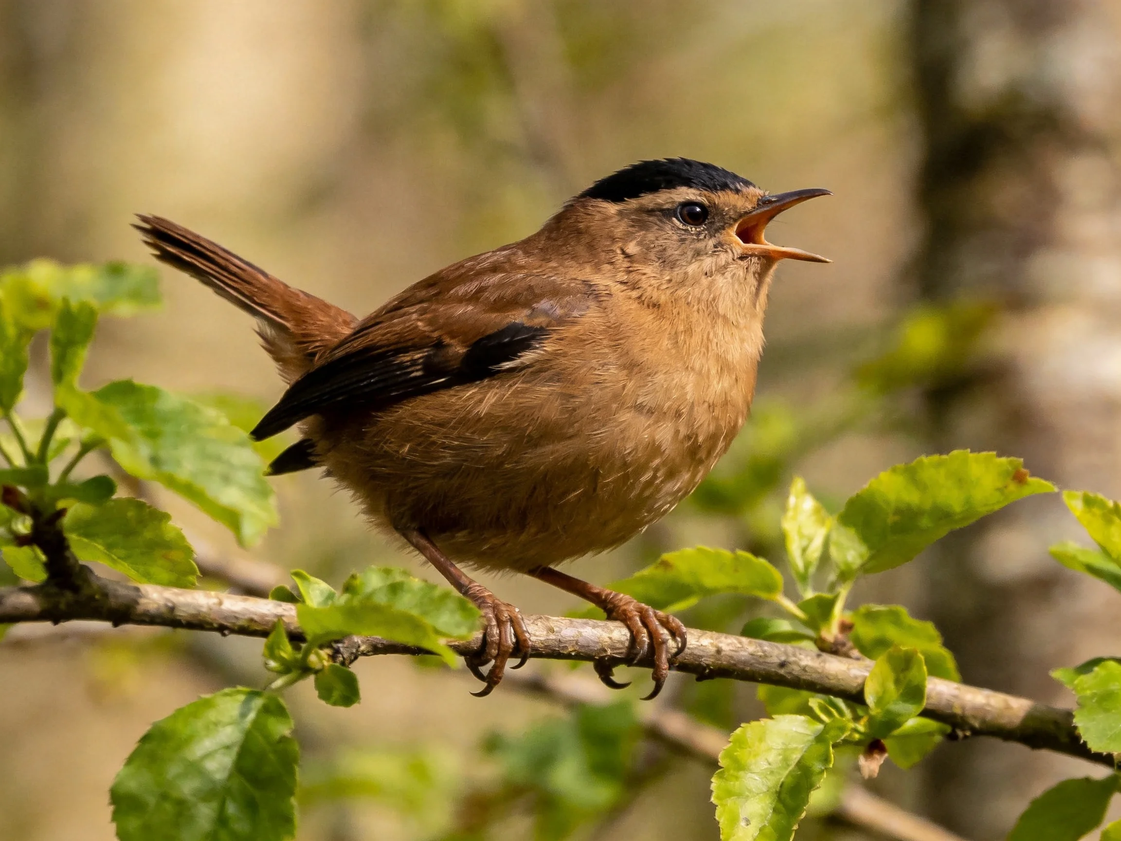 A brown bird with black cap sings on a leafy branch