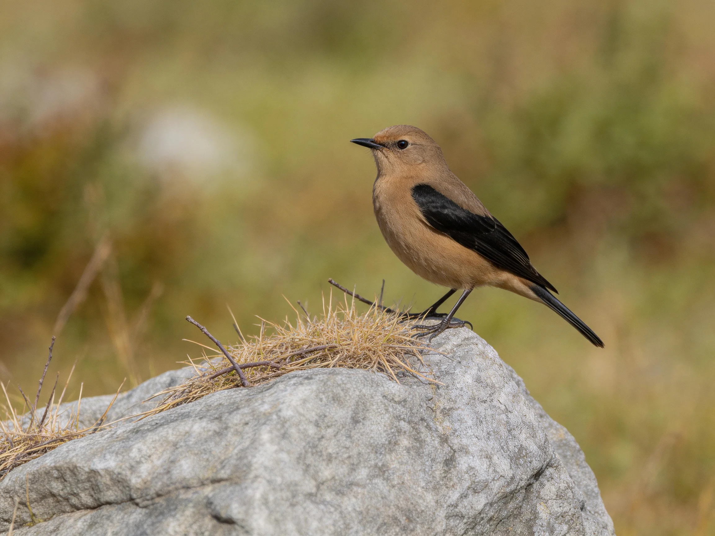 A brown bird with black wings perches on a rocky outcrop with dry grass