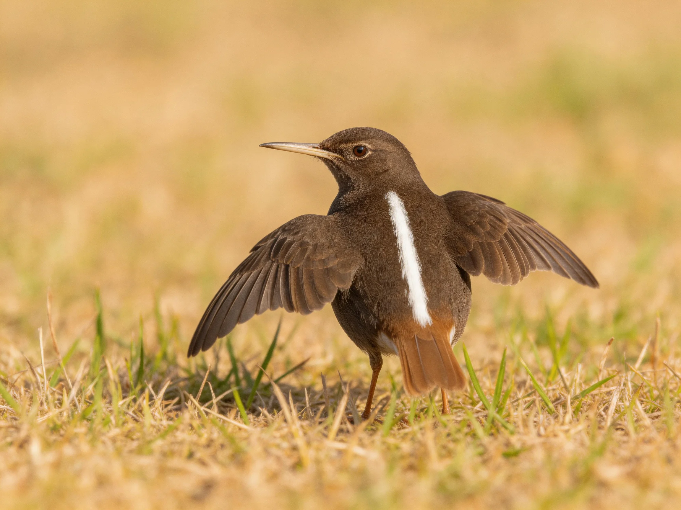 A brown bird with white stripe spreading wings on dry grass