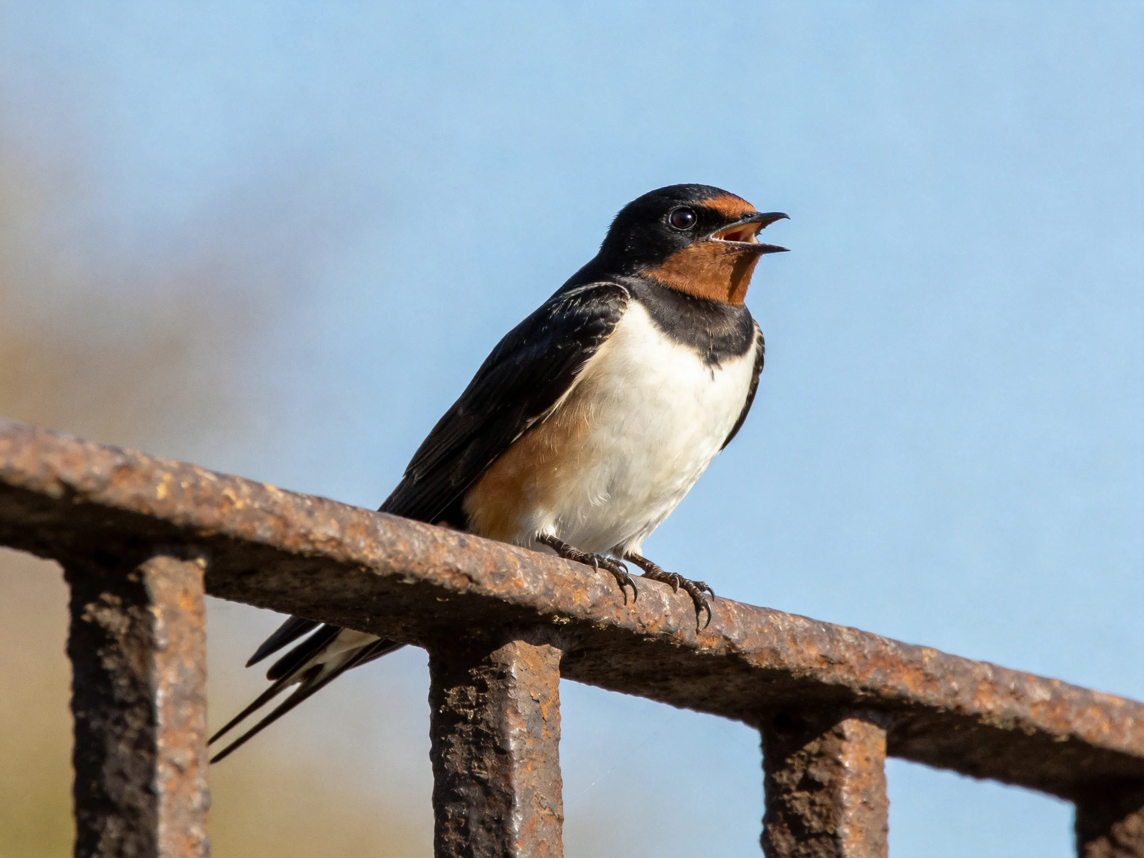 A brown, black, and white swallow perched on a rusted metal railing