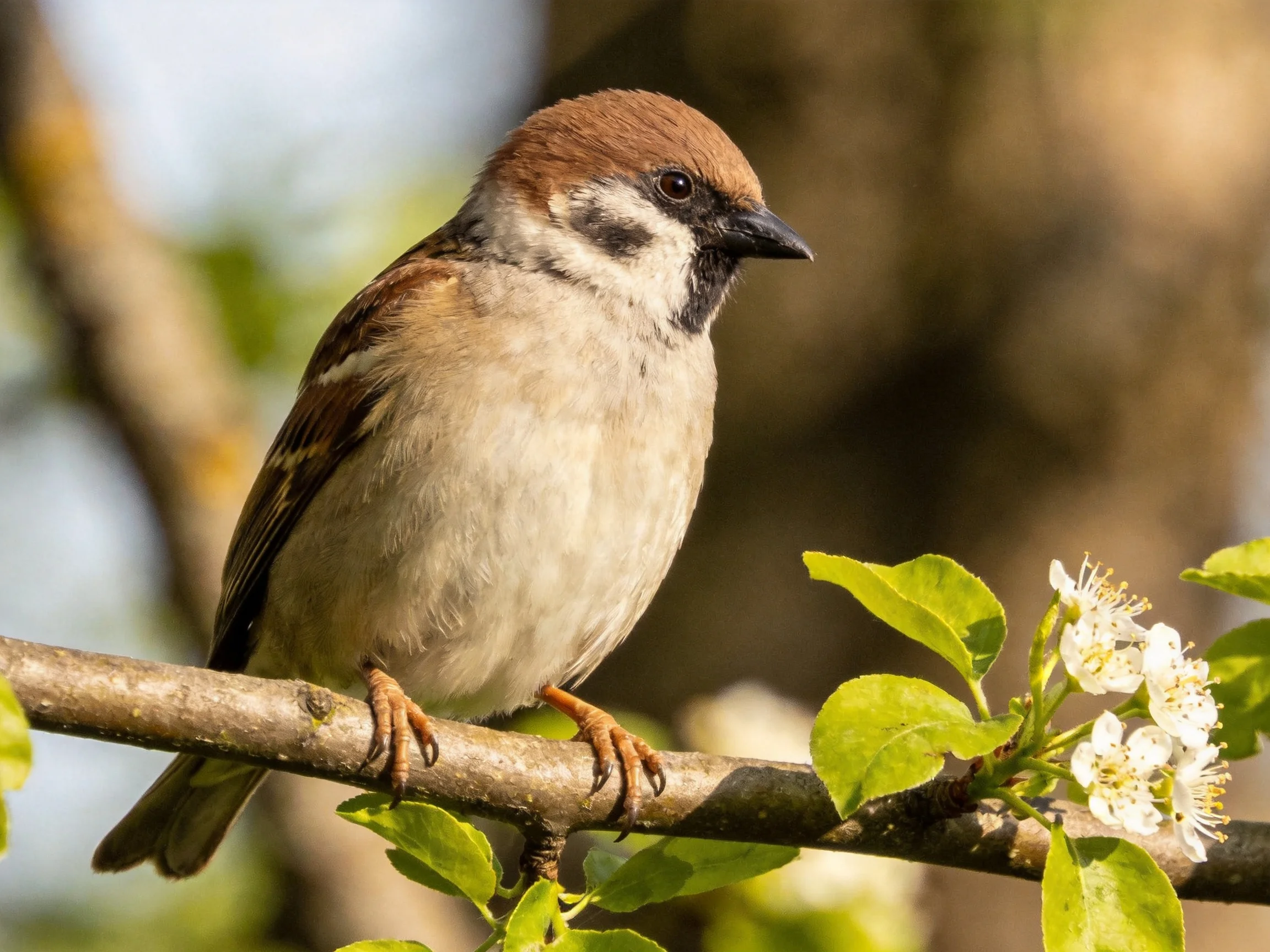 A brown-capped sparrow perched on a flowering branch