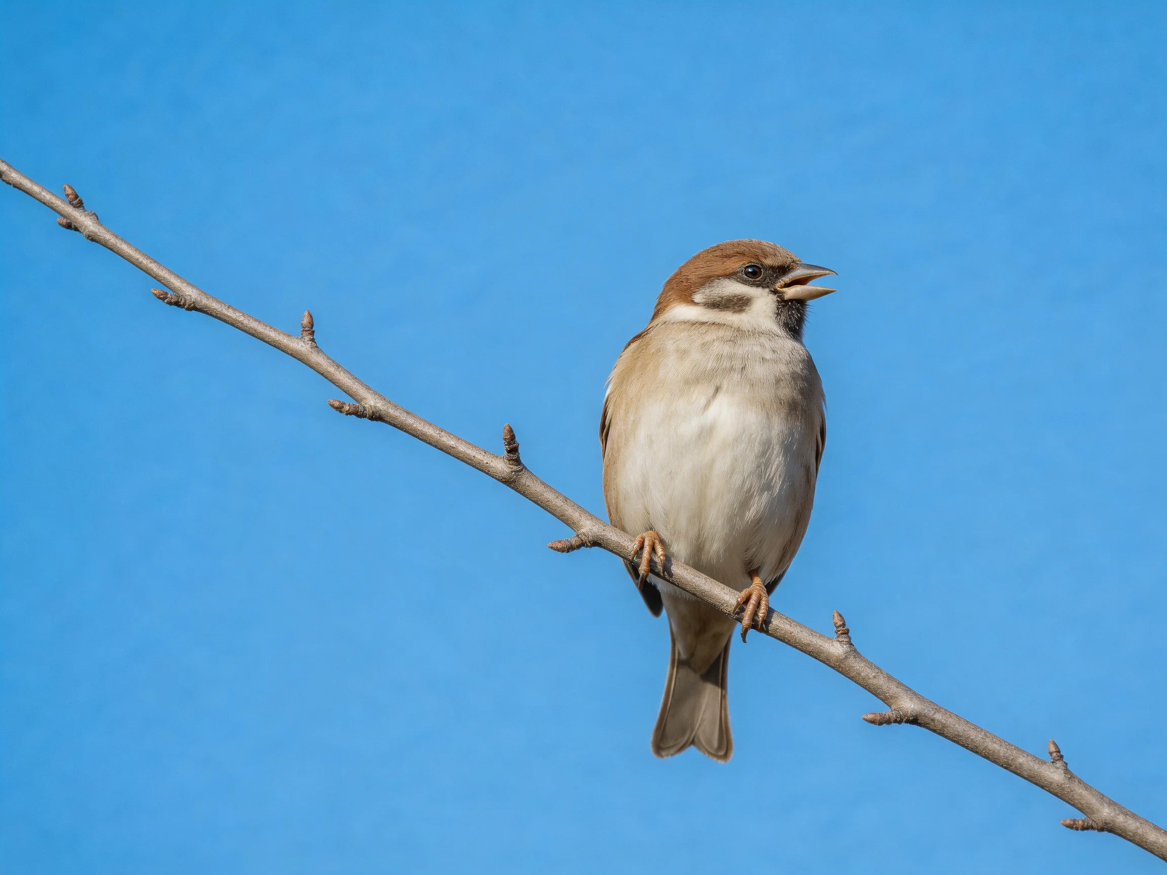 A brown-capped sparrow perches on a bare branch against a clear blue sky.
