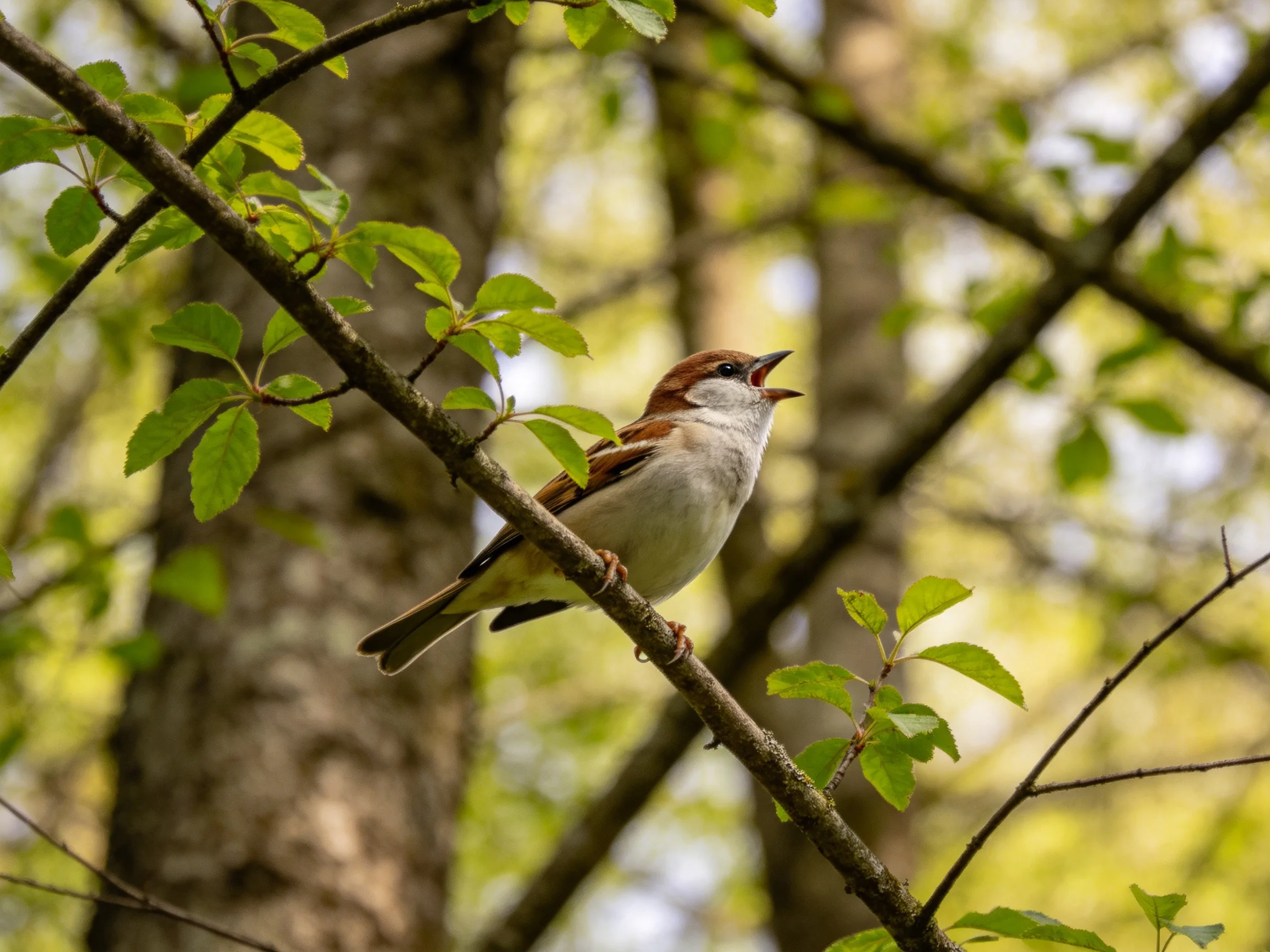 A brown-capped sparrow sings from a leafy forest branch