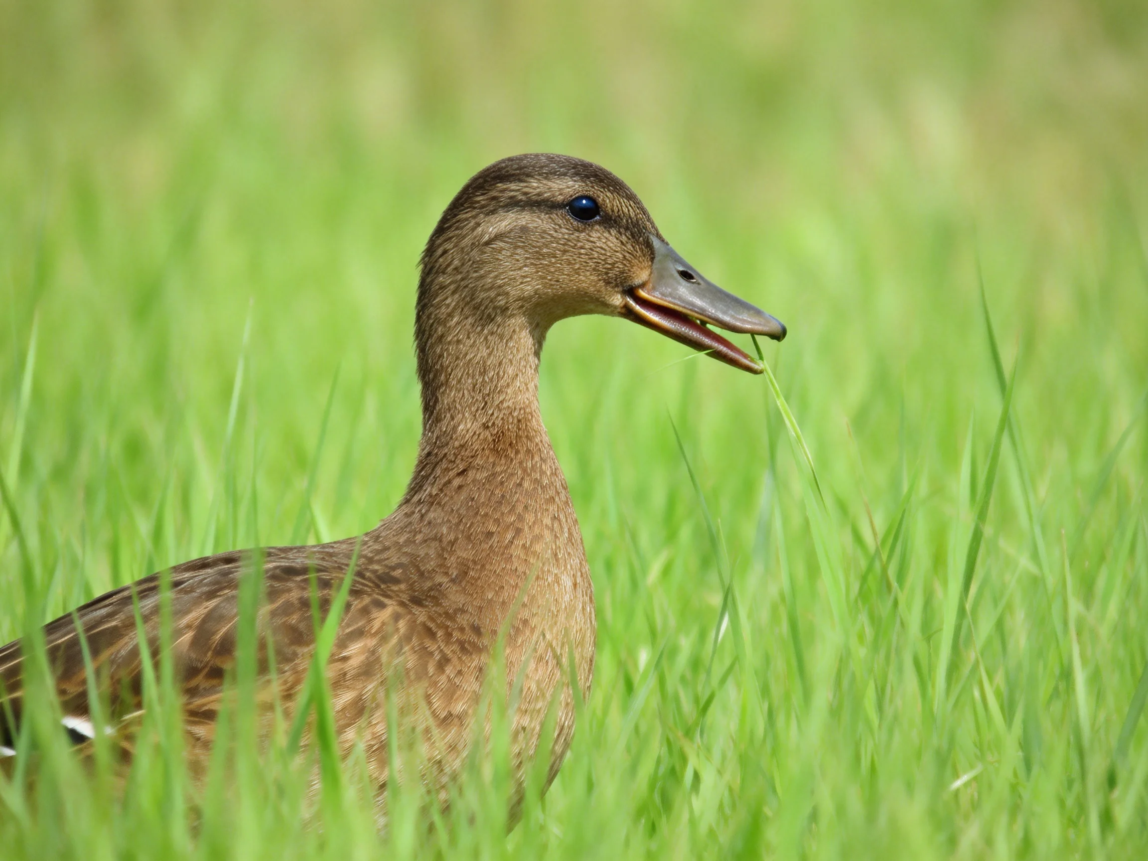 A brown duck forages in tall green grass