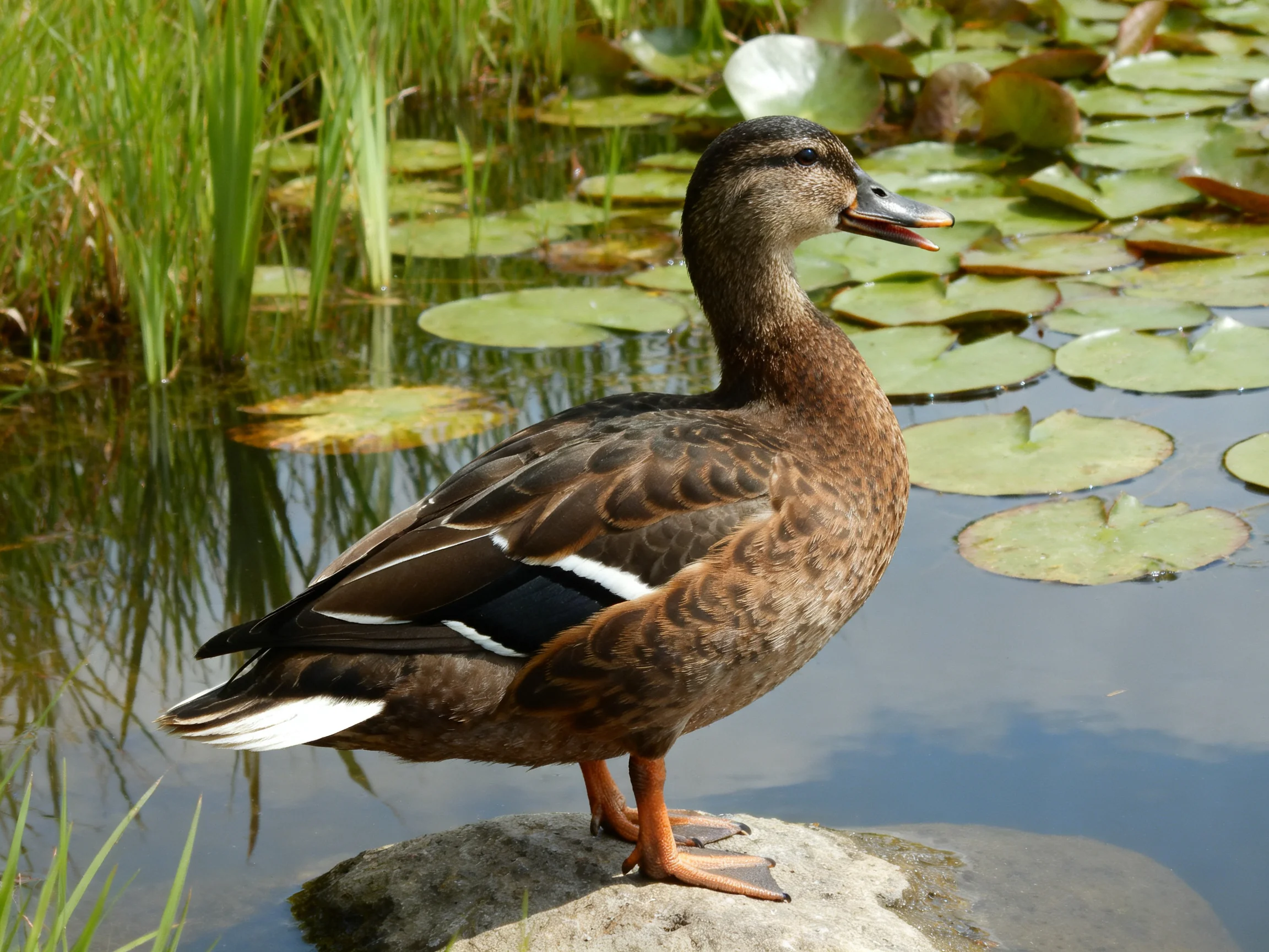 A brown duck perched on a rock near lily pads and tall grass
