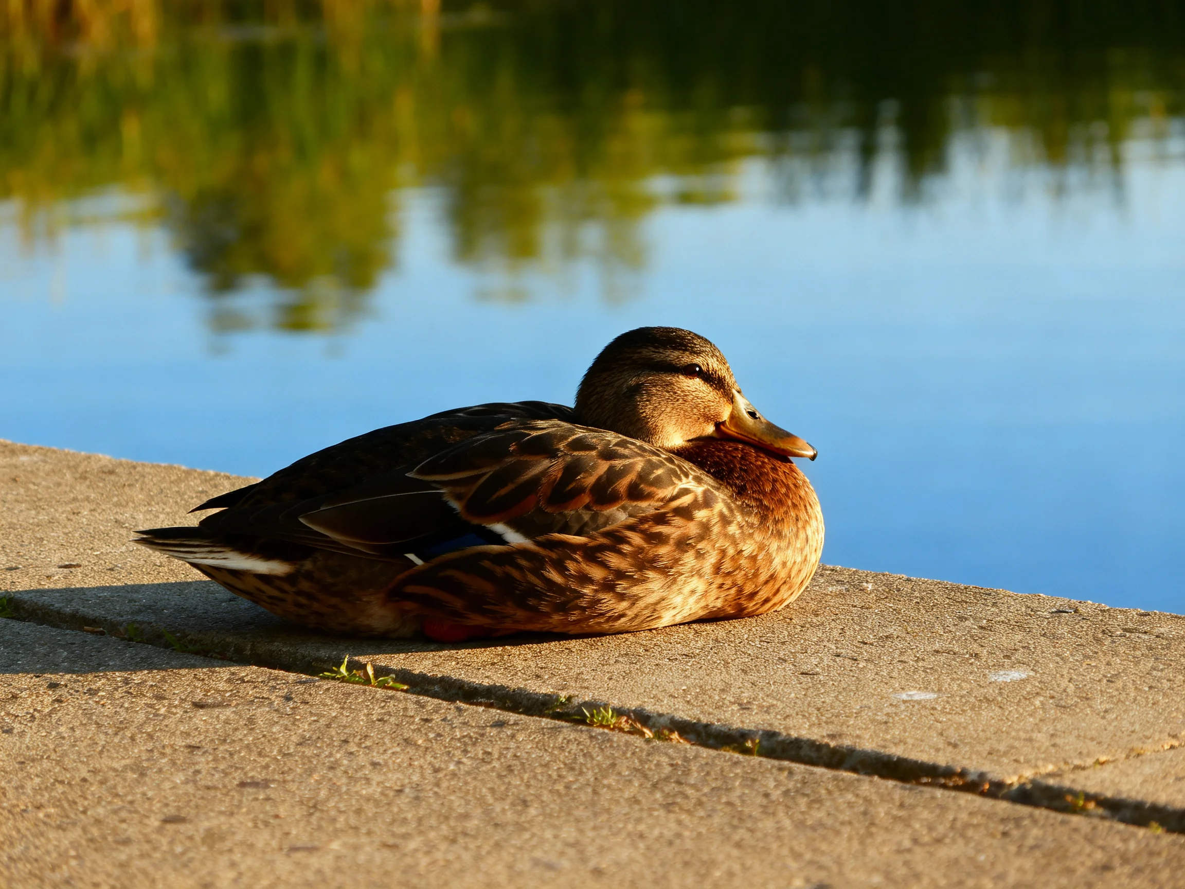 A brown duck rests on a concrete ledge near calm water