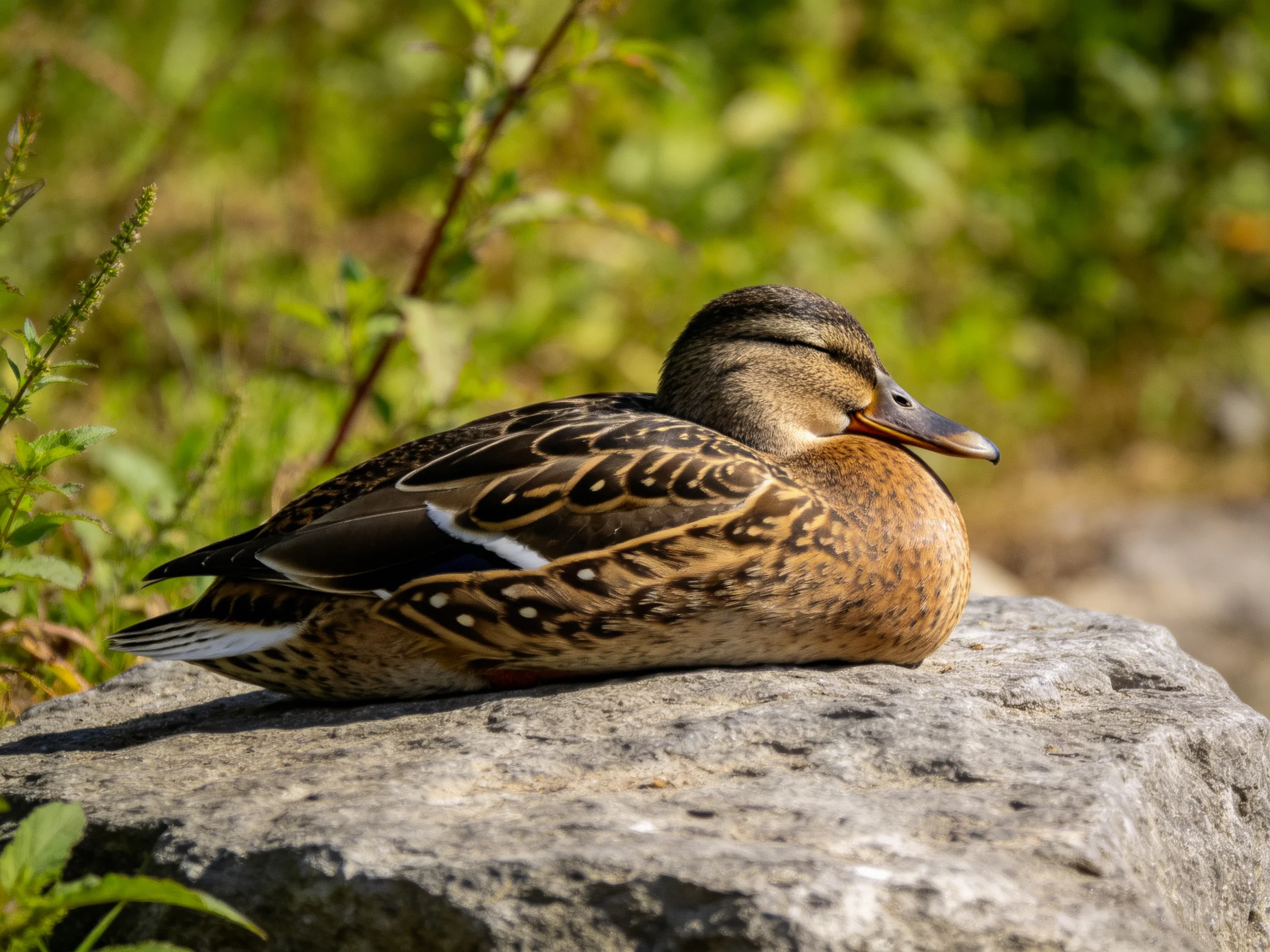 A brown duck rests on a gray rock surrounded by greenery