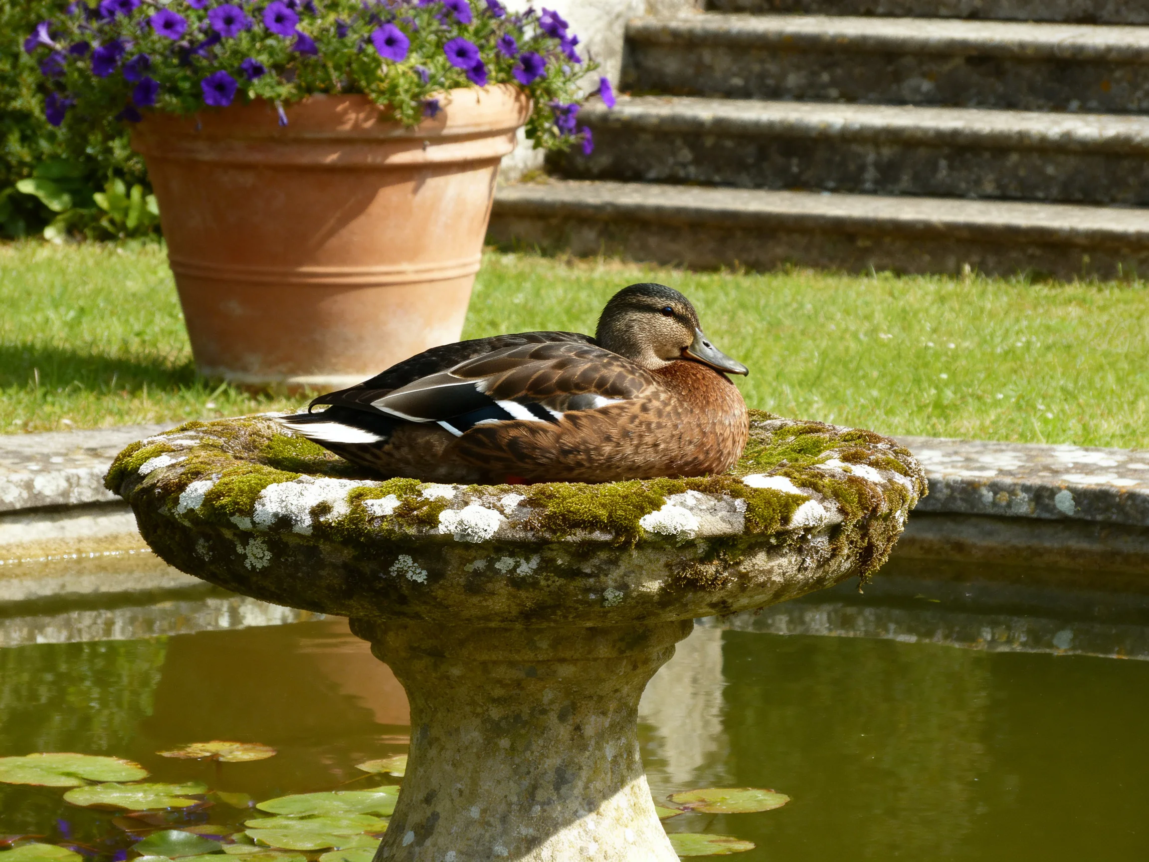 A brown duck rests on a mossy stone fountain near purple flowers