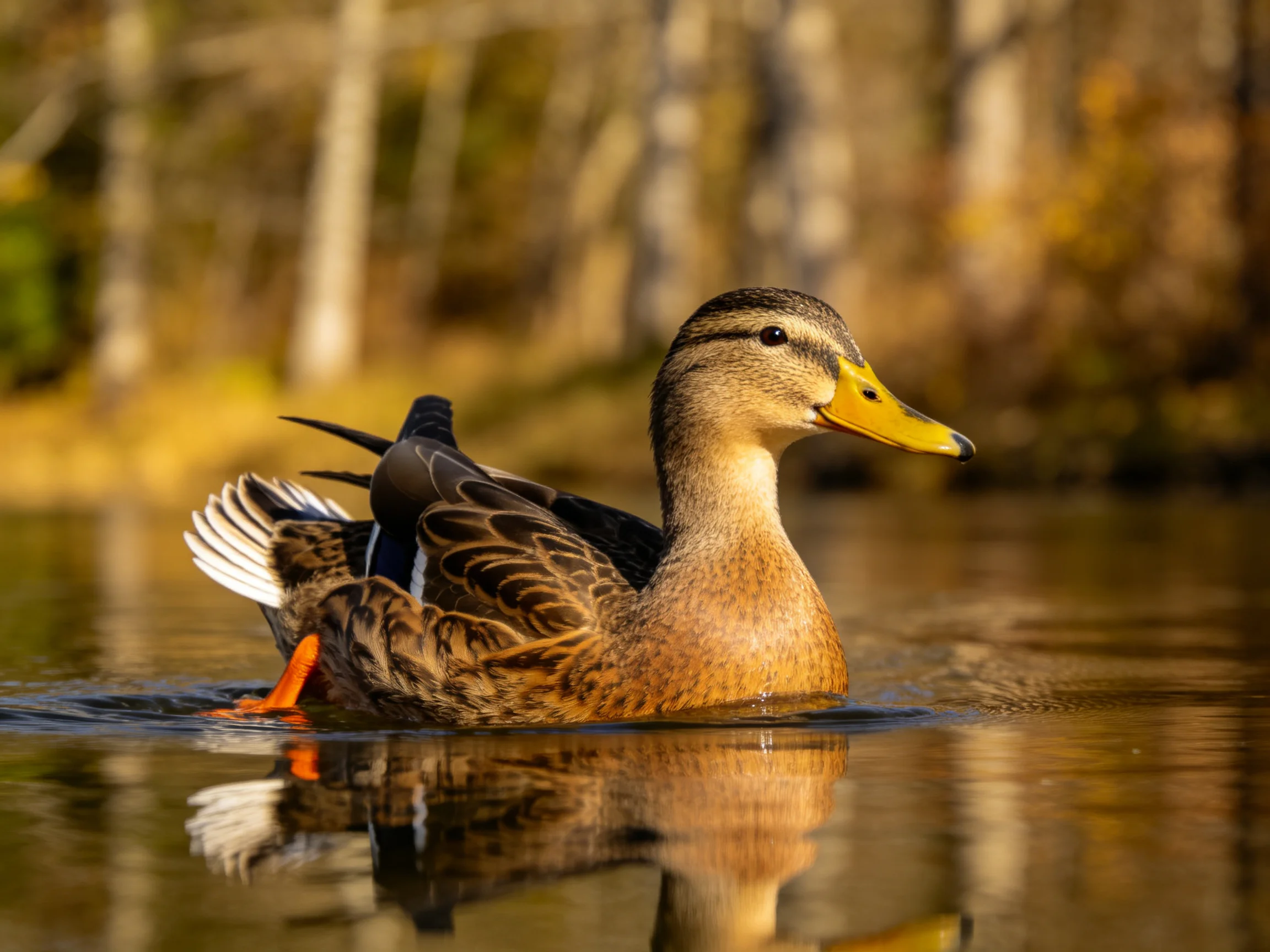 A brown duck swims in calm water near autumn trees