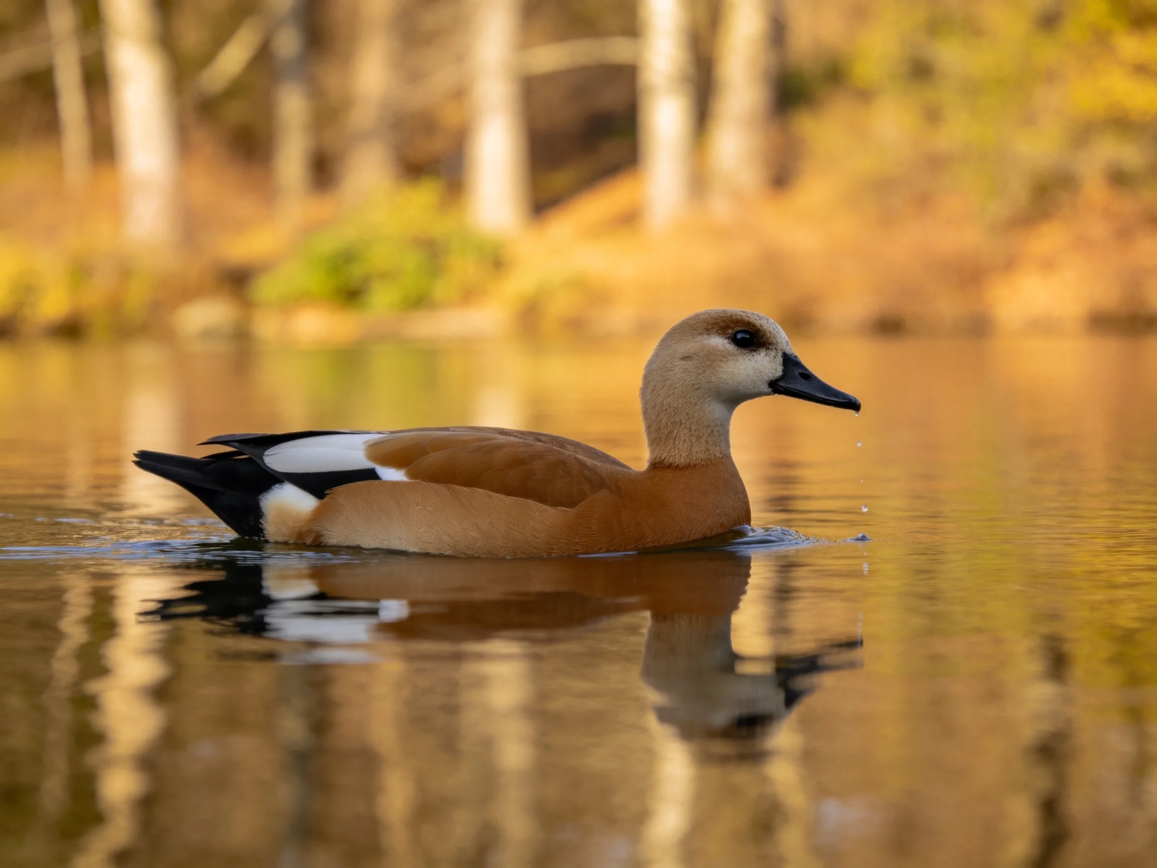 A brown duck swims in golden pond waters near autumn trees