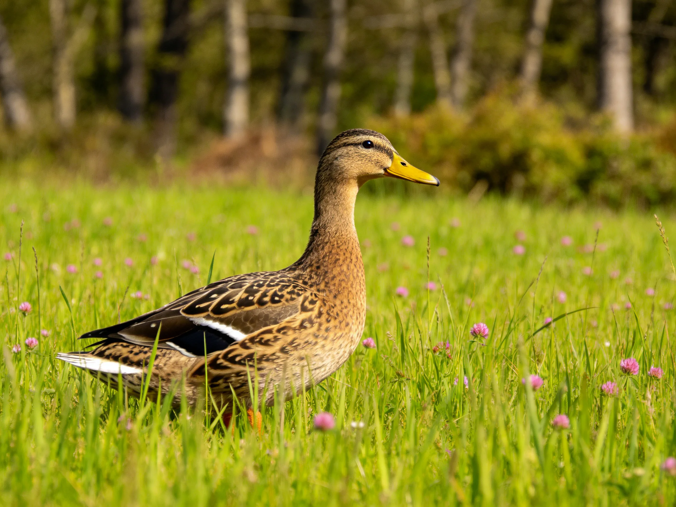 A brown duck wanders a flower-dotted meadow