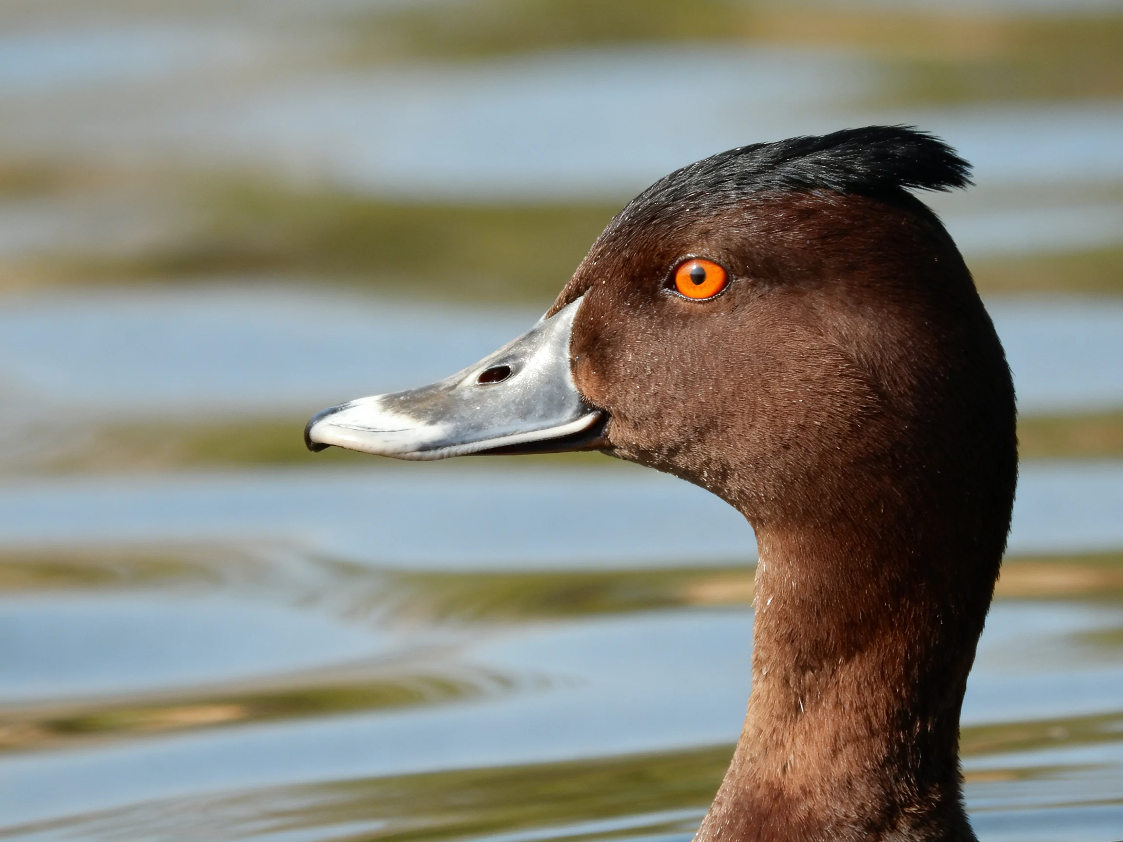 A brown duck with a black crest swims in clear water