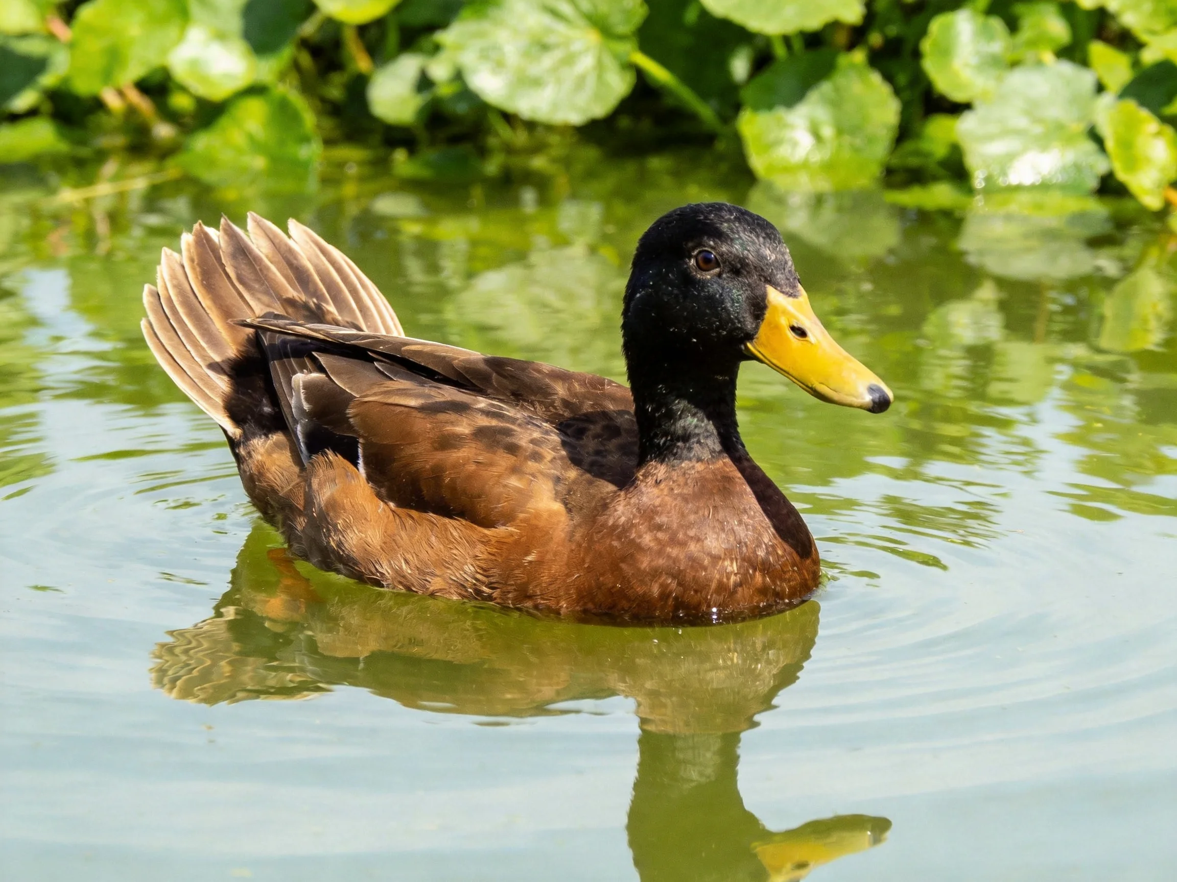 A brown duck with black head and yellow beak swims in calm water near green foliage