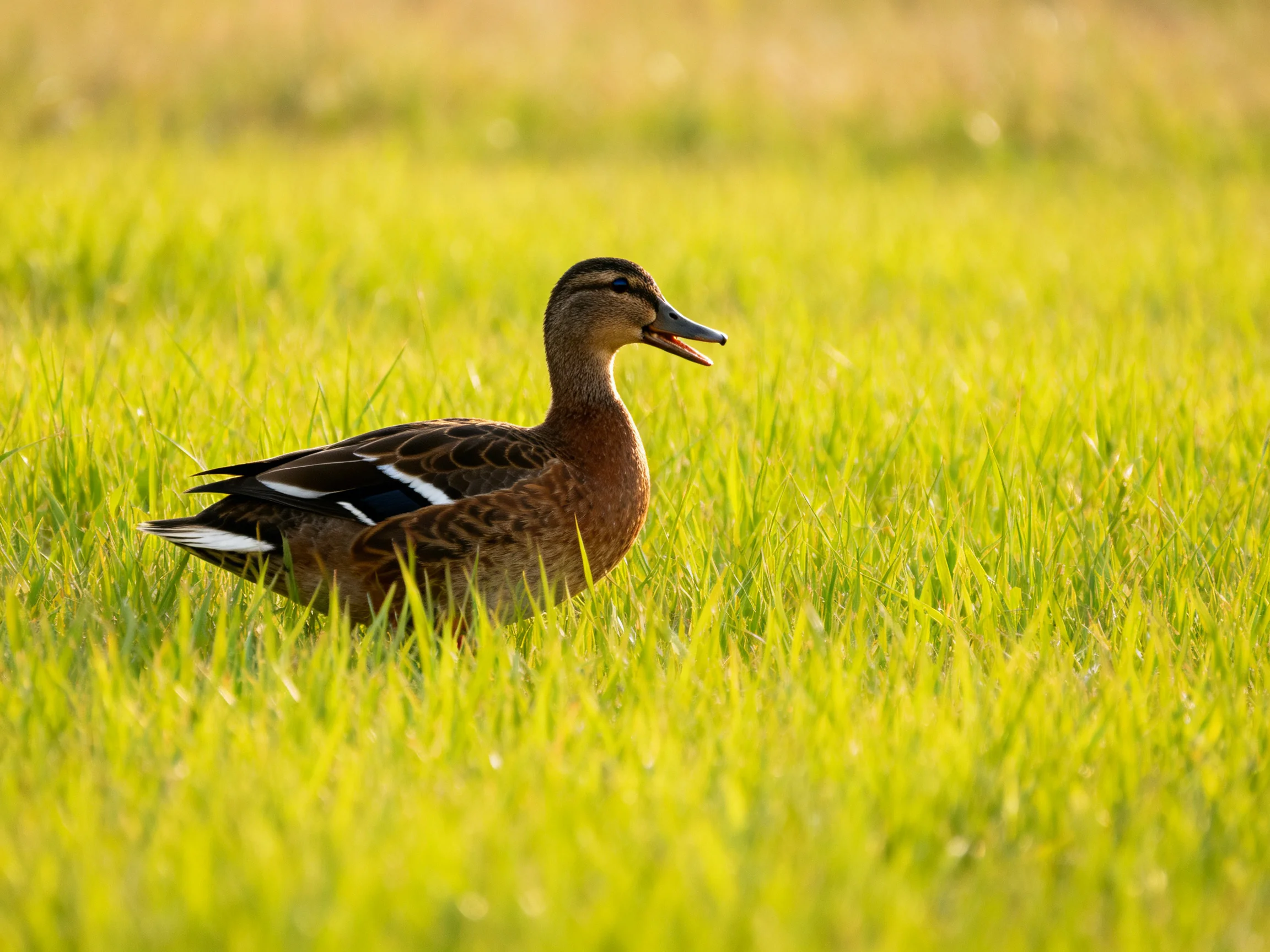 A brown duck with black wings in tall green grass