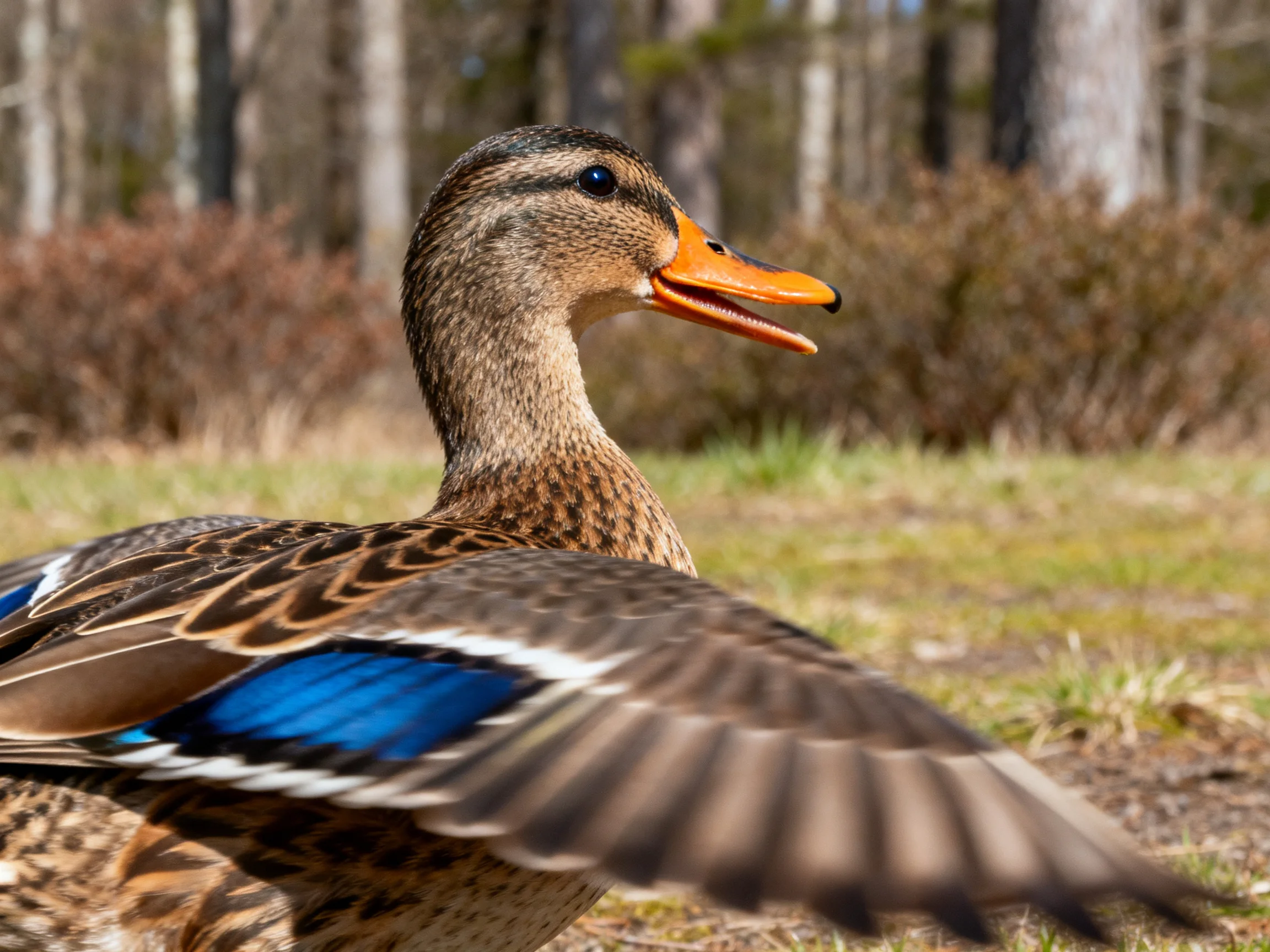 A brown duck with blue wing feathers flapping near trees