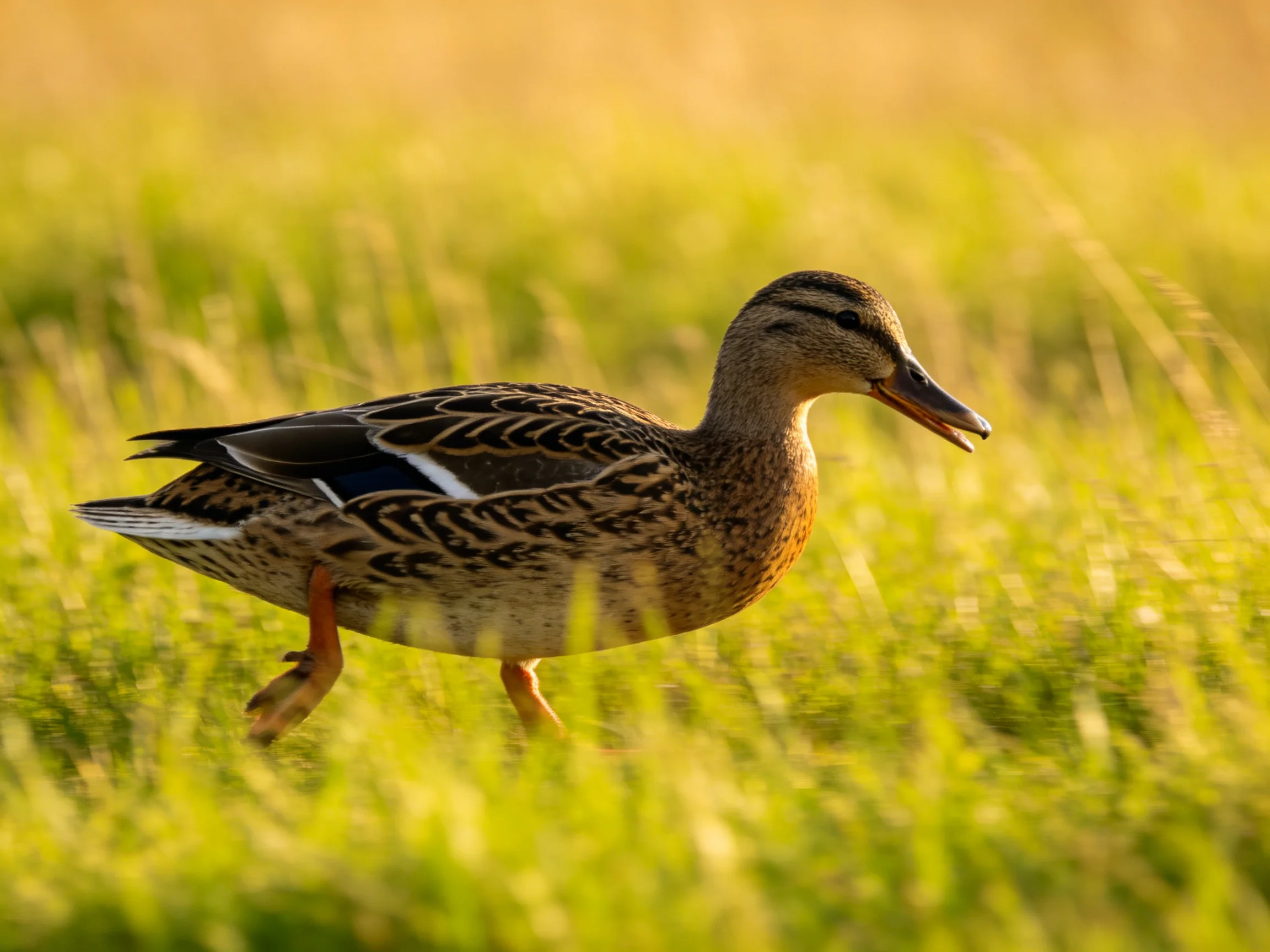 A brown duck with patterned feathers walks through tall grass