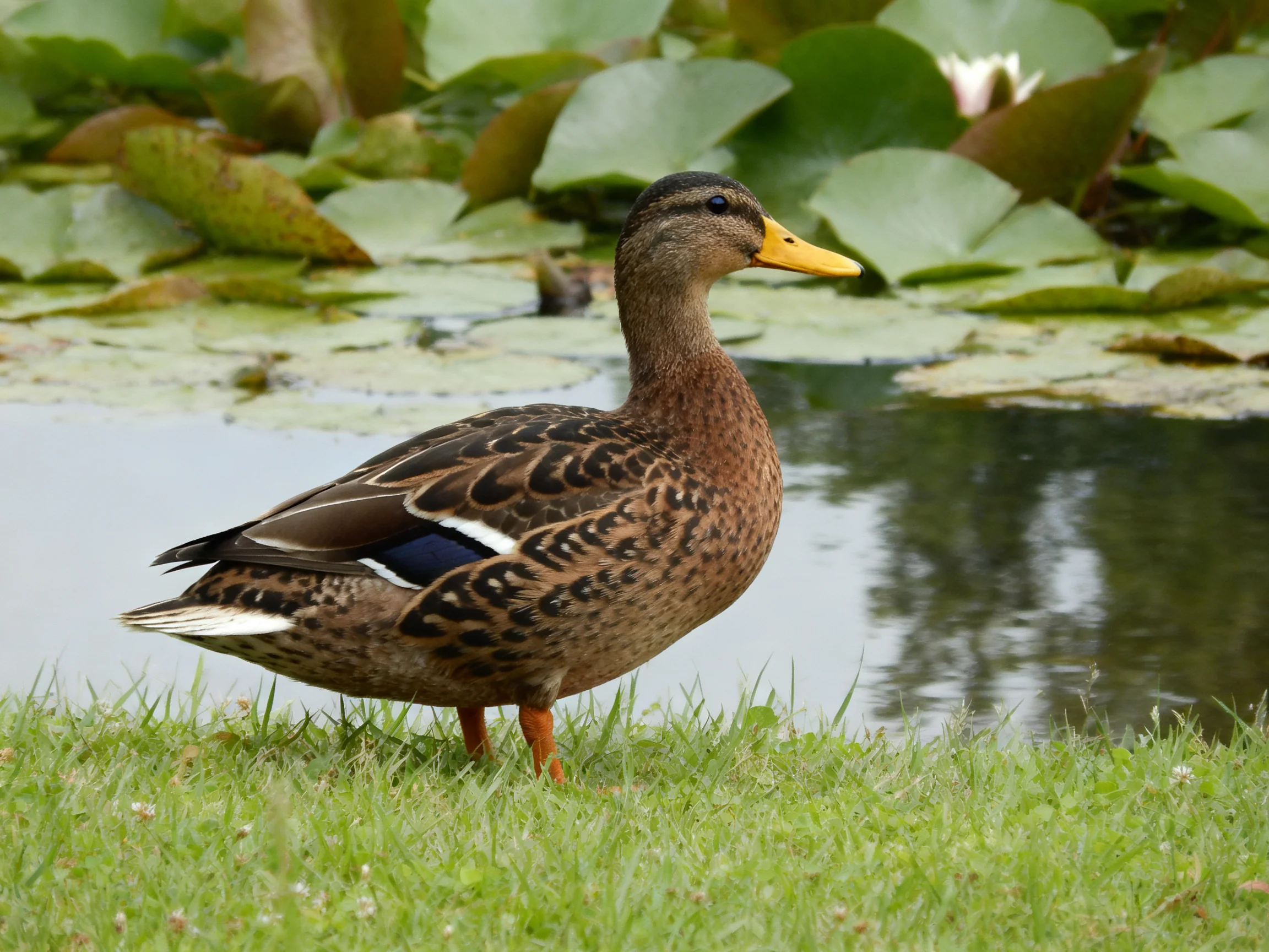 A brown duck with yellow beak near lily pads by calm water