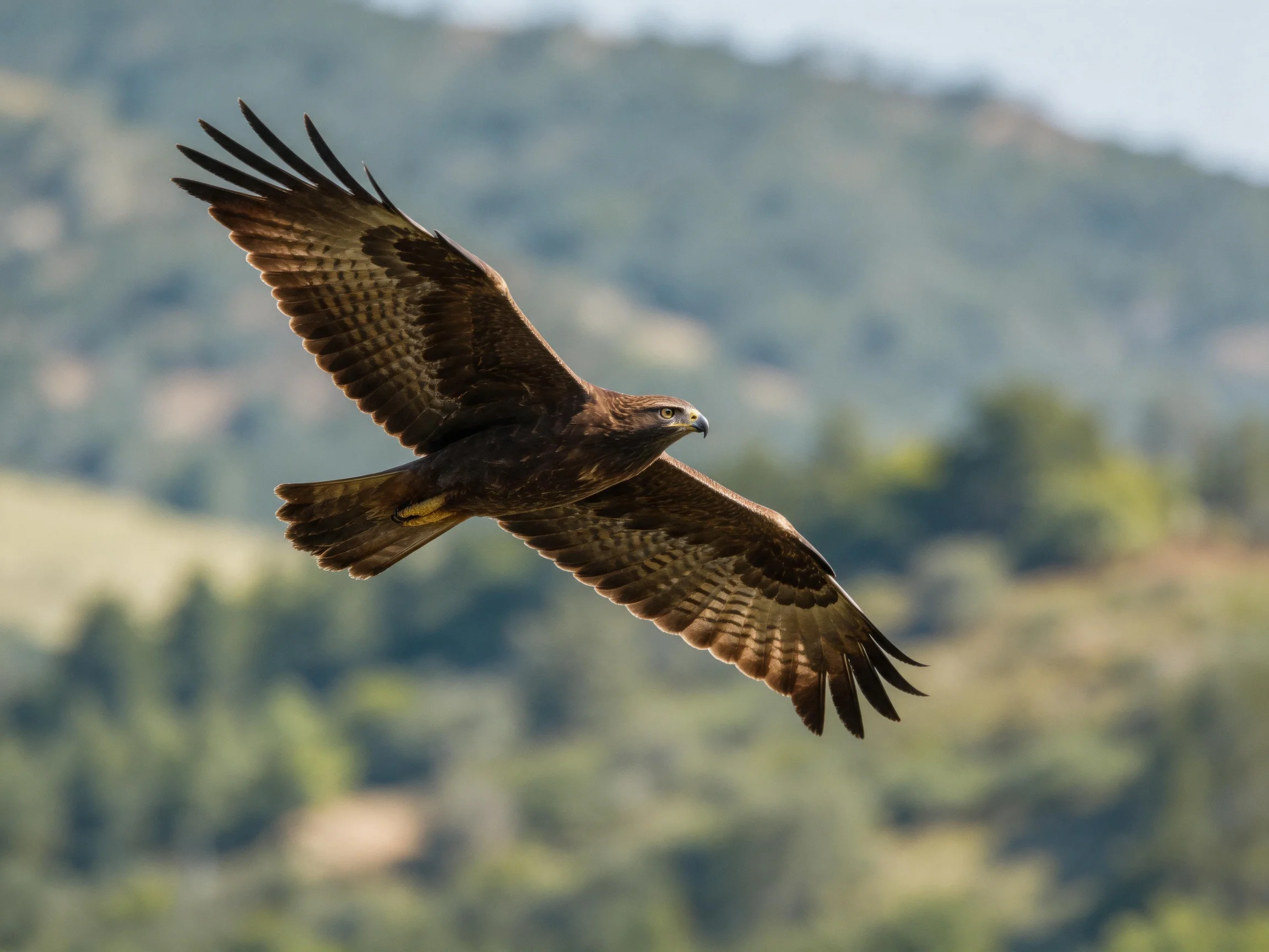 A brown eagle glides through clear sky over green hills