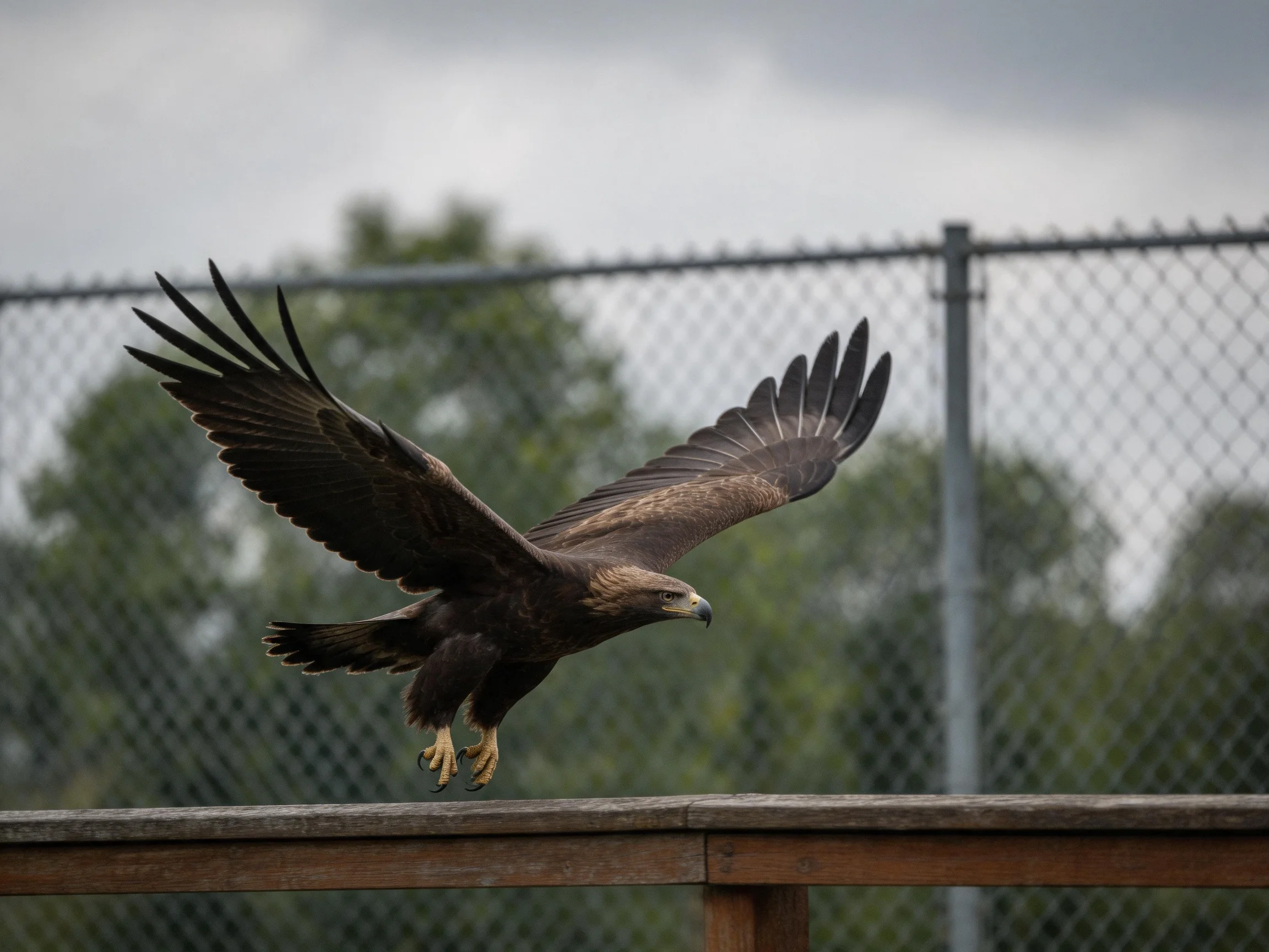 A brown eagle spreads wings near a chain-link fence