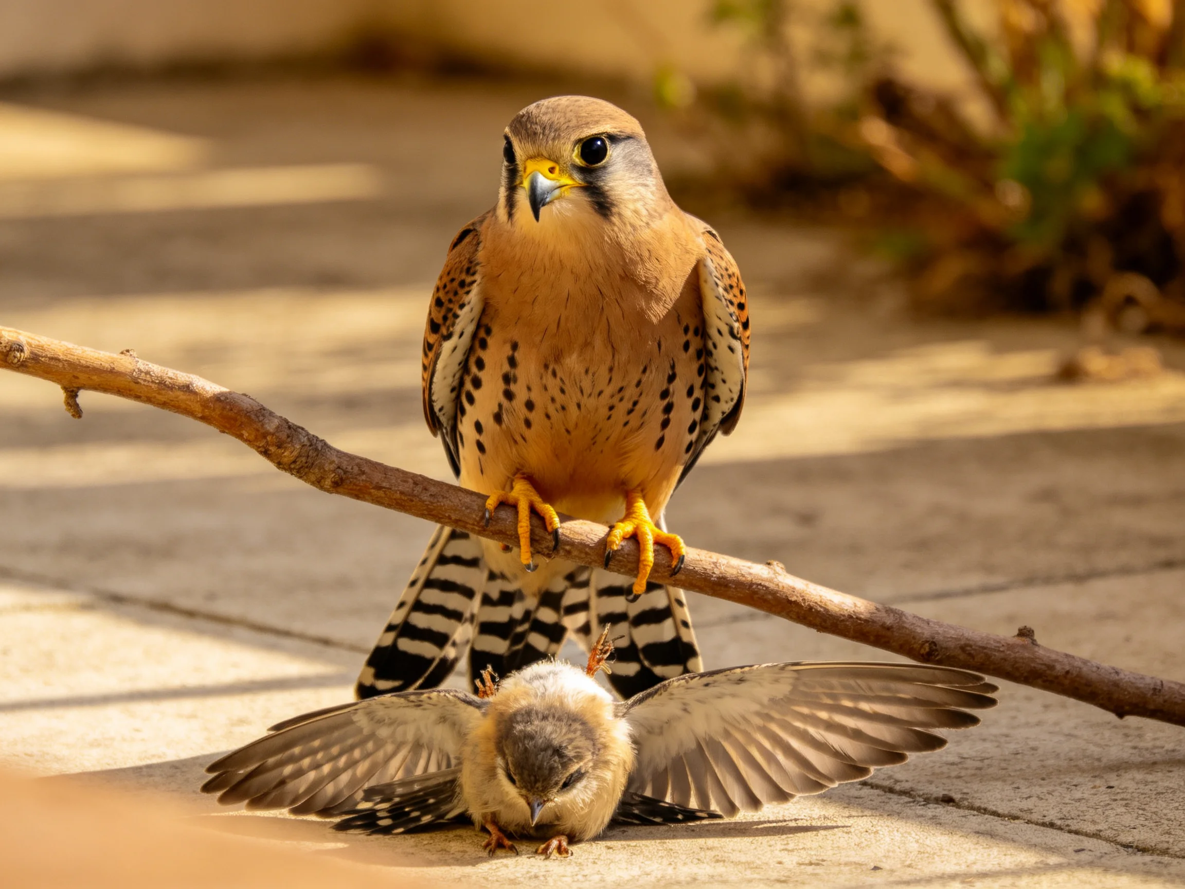 A brown falcon perches on a branch with a small bird beneath
