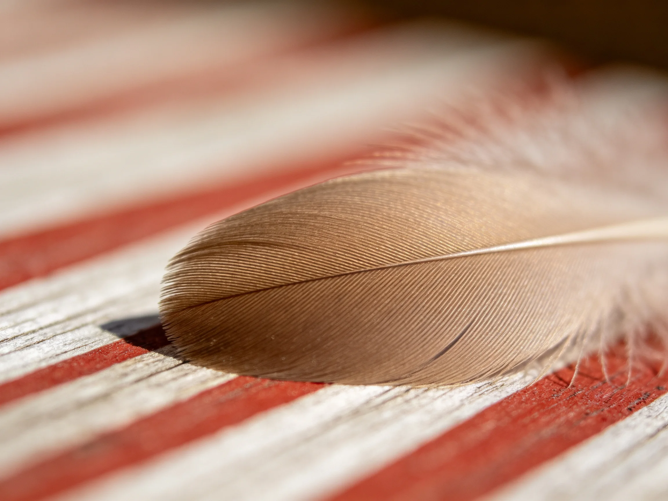A brown feather rests on red and white striped wooden planks