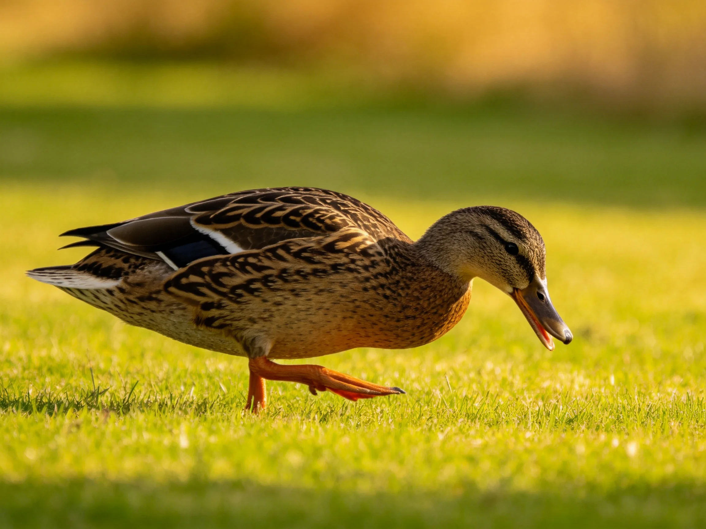 A brown-feathered duck forages on vibrant green grass