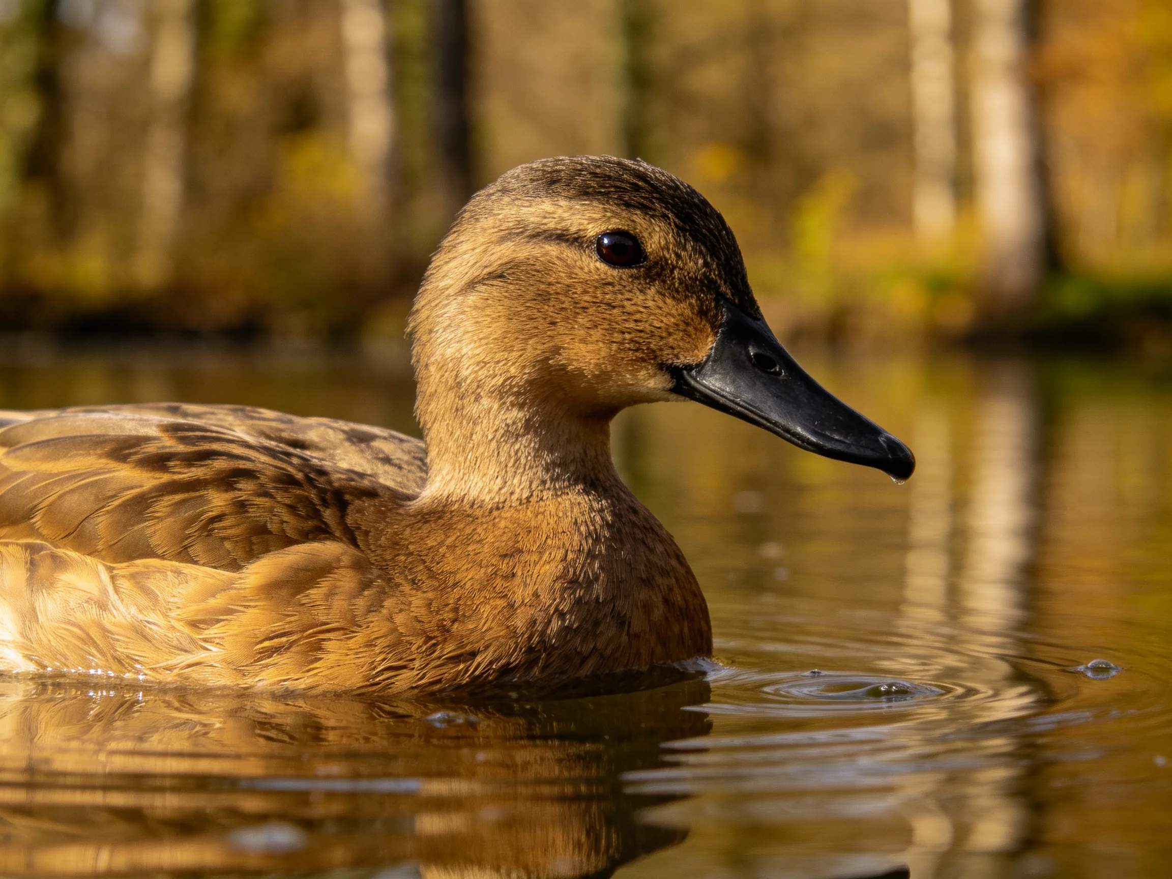 A brown-feathered duck swims in calm, sunlit water