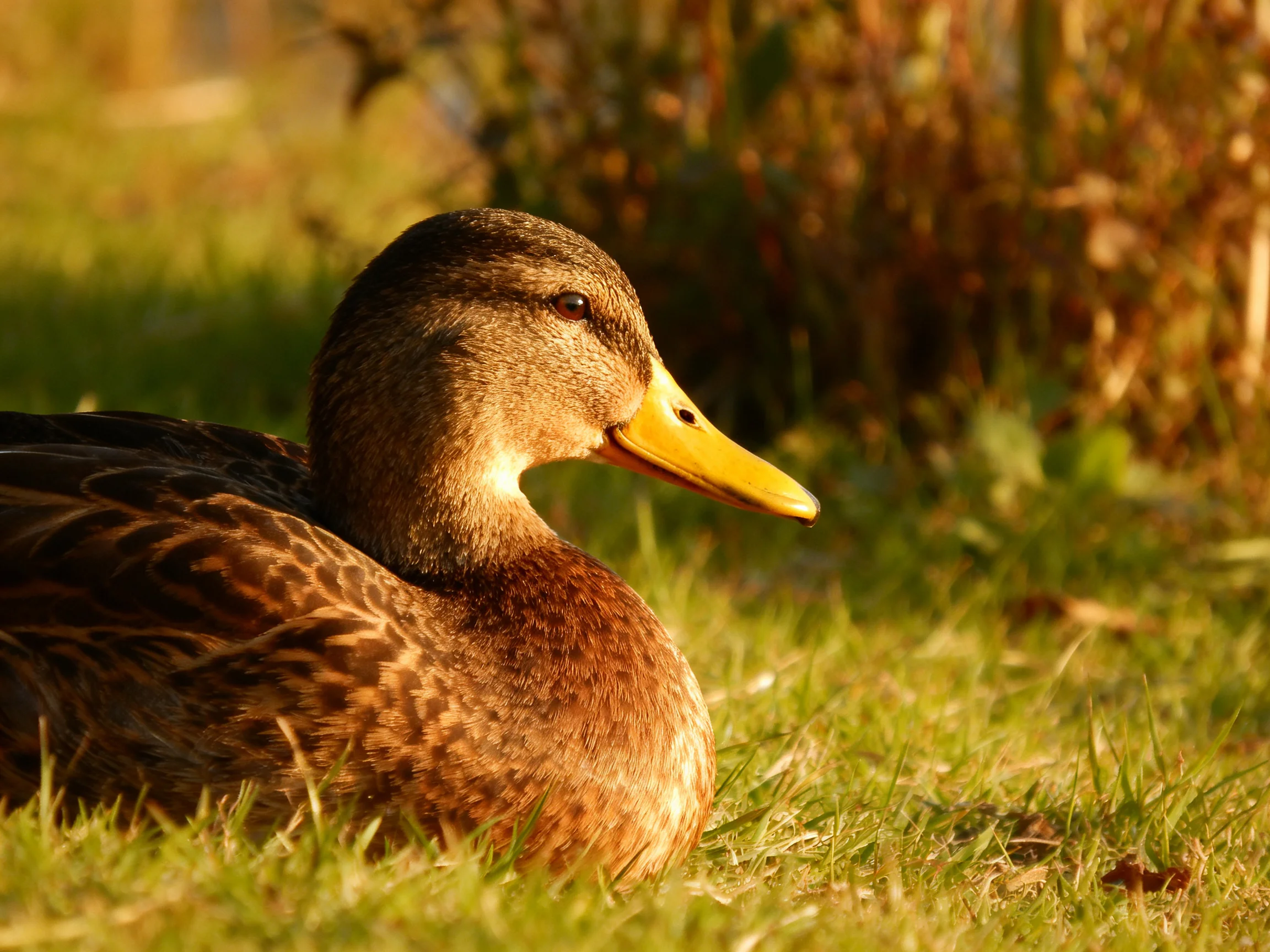 A brown-feathered duck with a bright yellow beak rests on sunlit grass
