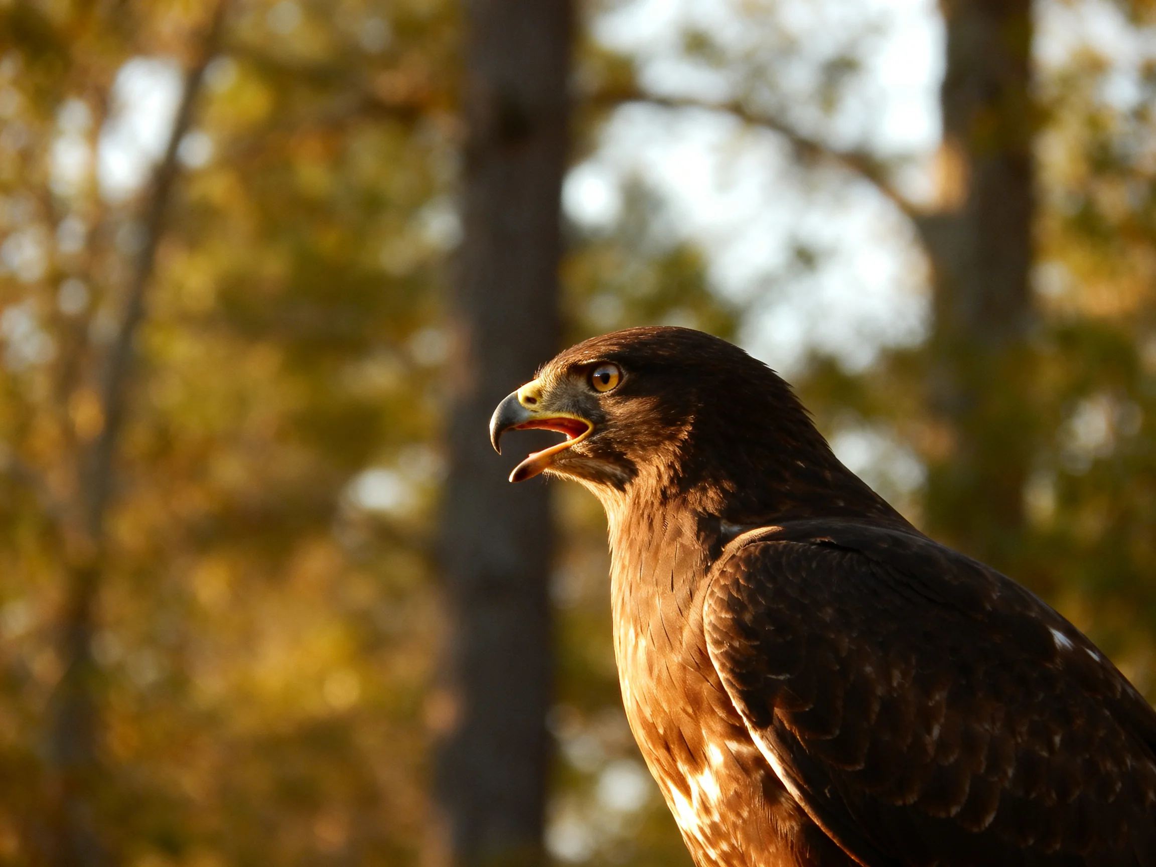 A brown-feathered raptor with open beak amidst forest trees