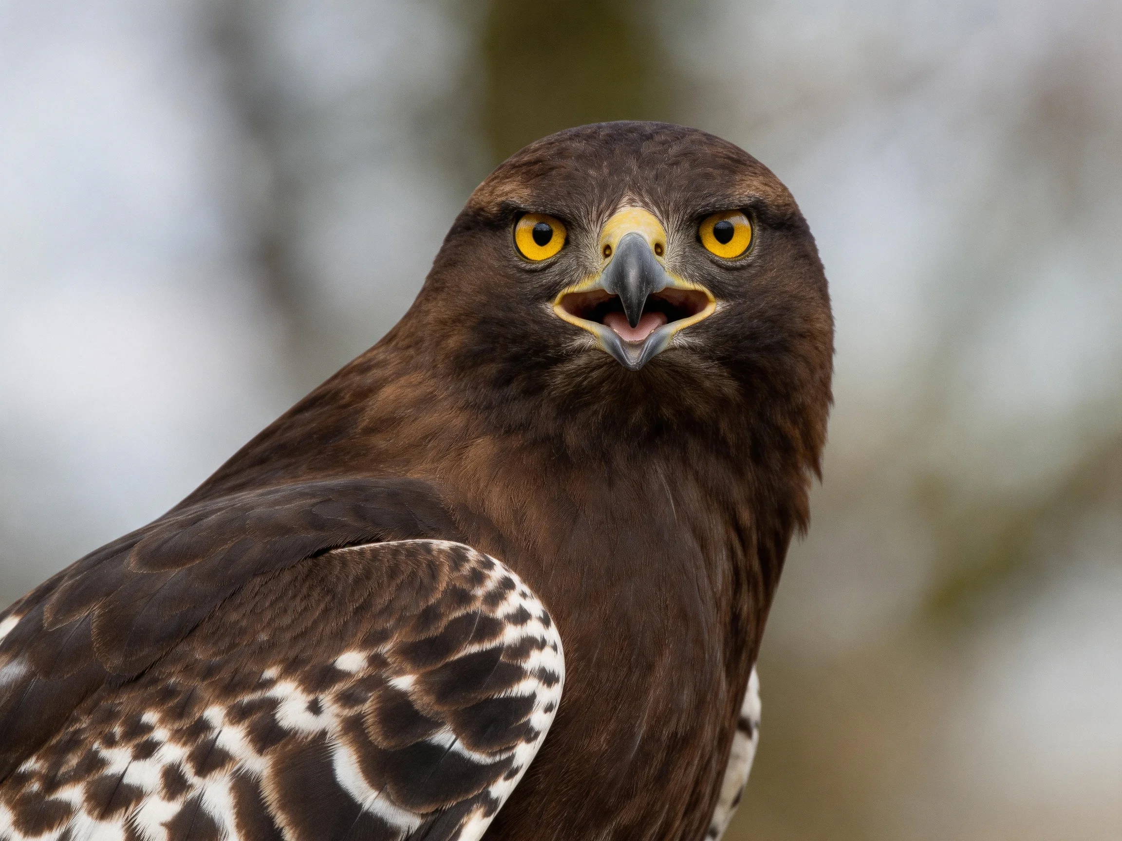 A brown-feathered raptor with yellow eyes and patterned wings