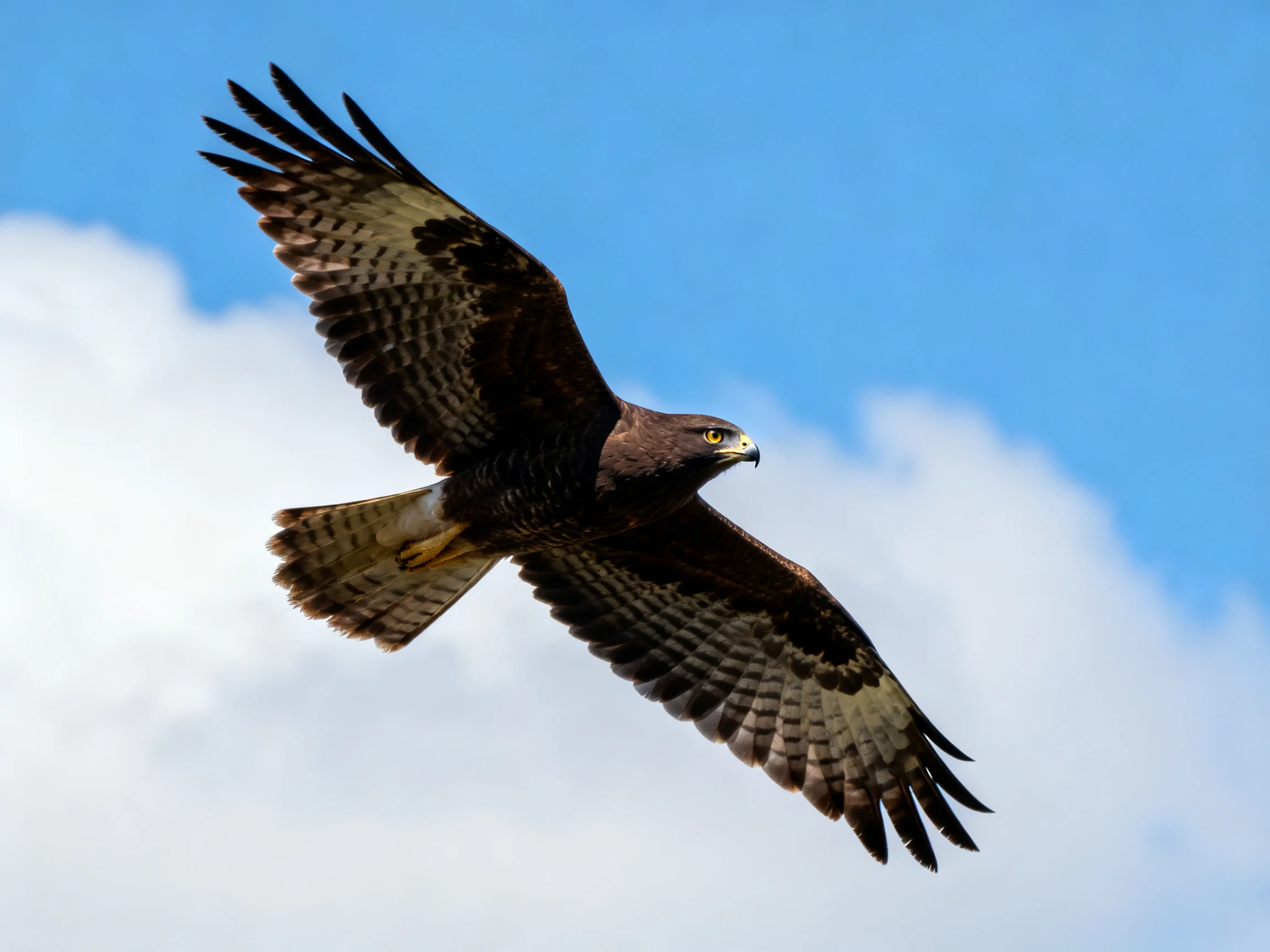 A brown hawk soars against a bright blue sky with clouds
