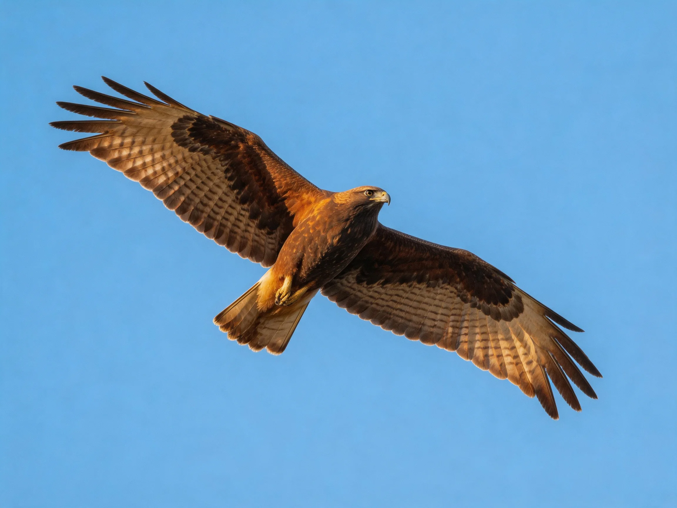 A brown hawk soars with outstretched wings against a clear blue sky