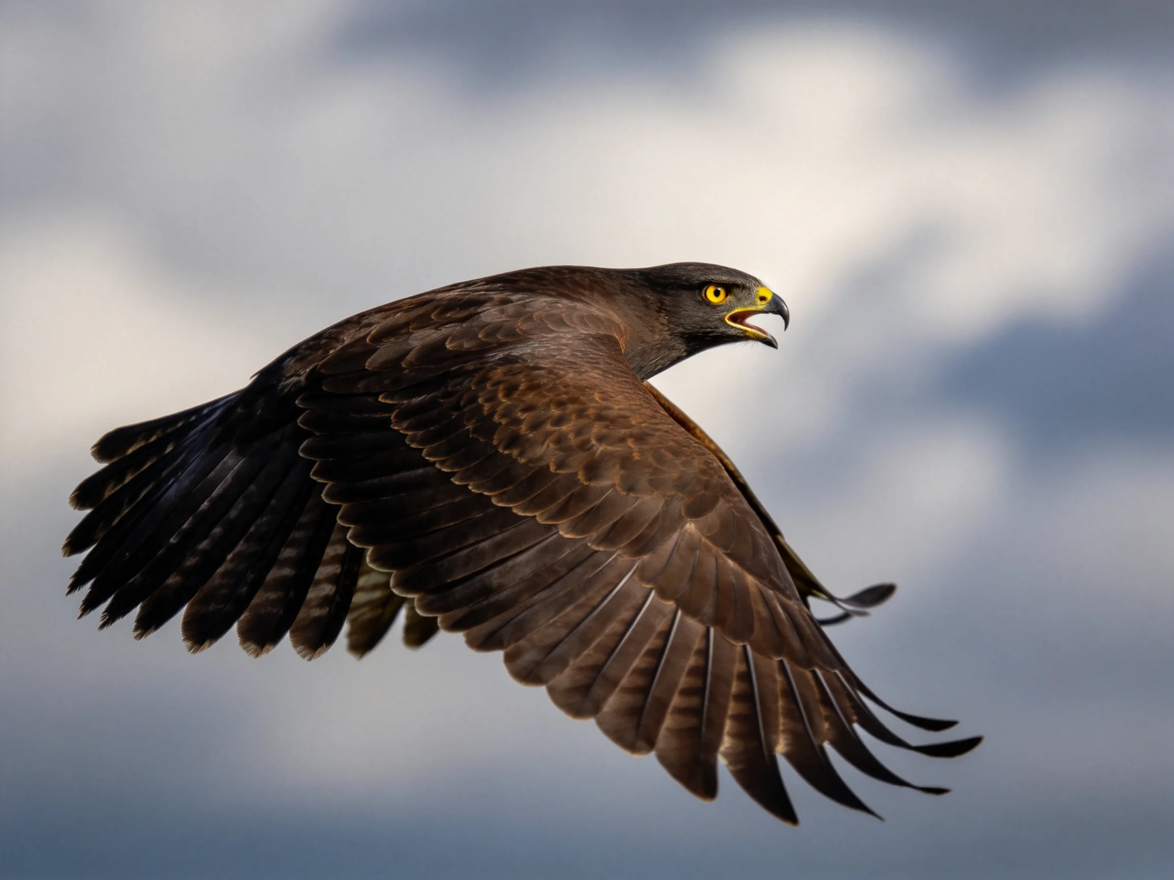 A brown hawk soars with outstretched wings against a cloudy sky