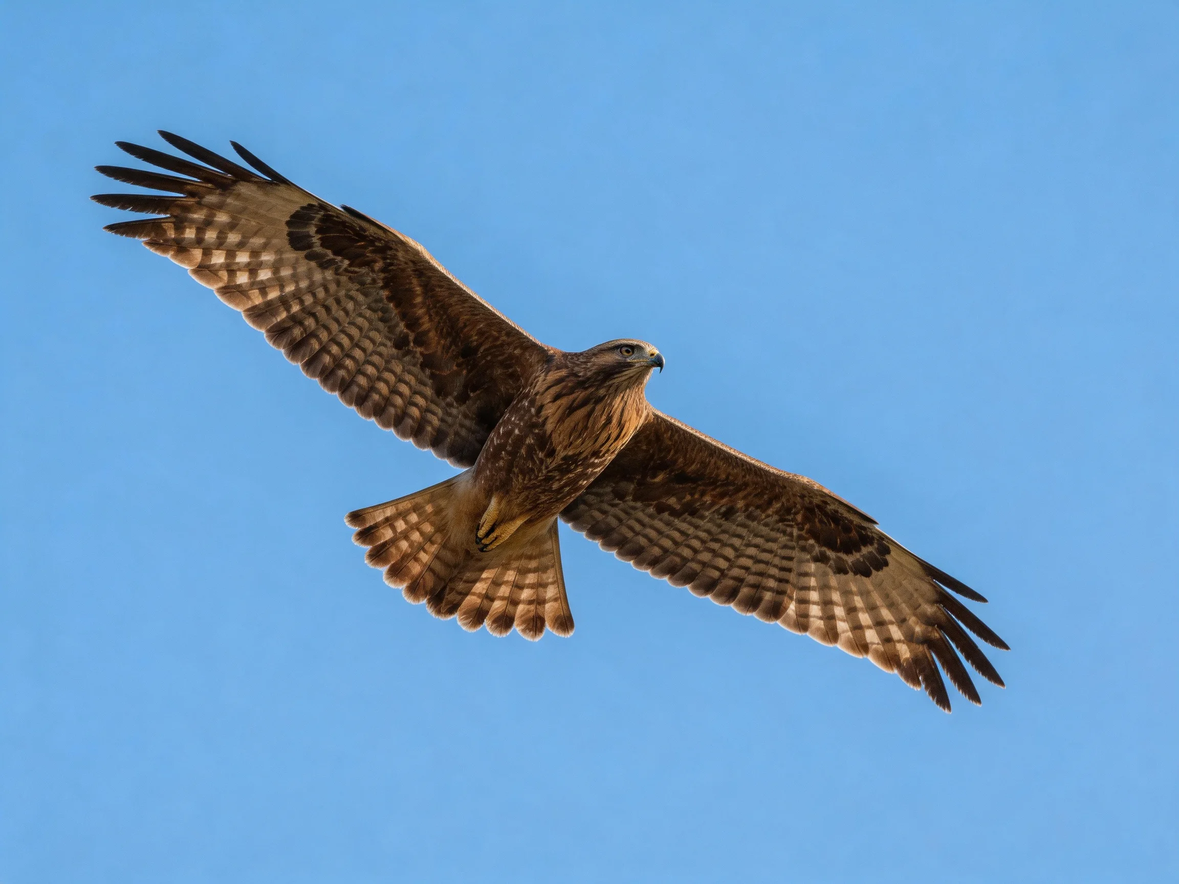 A brown hawk spreads wings in clear blue sky