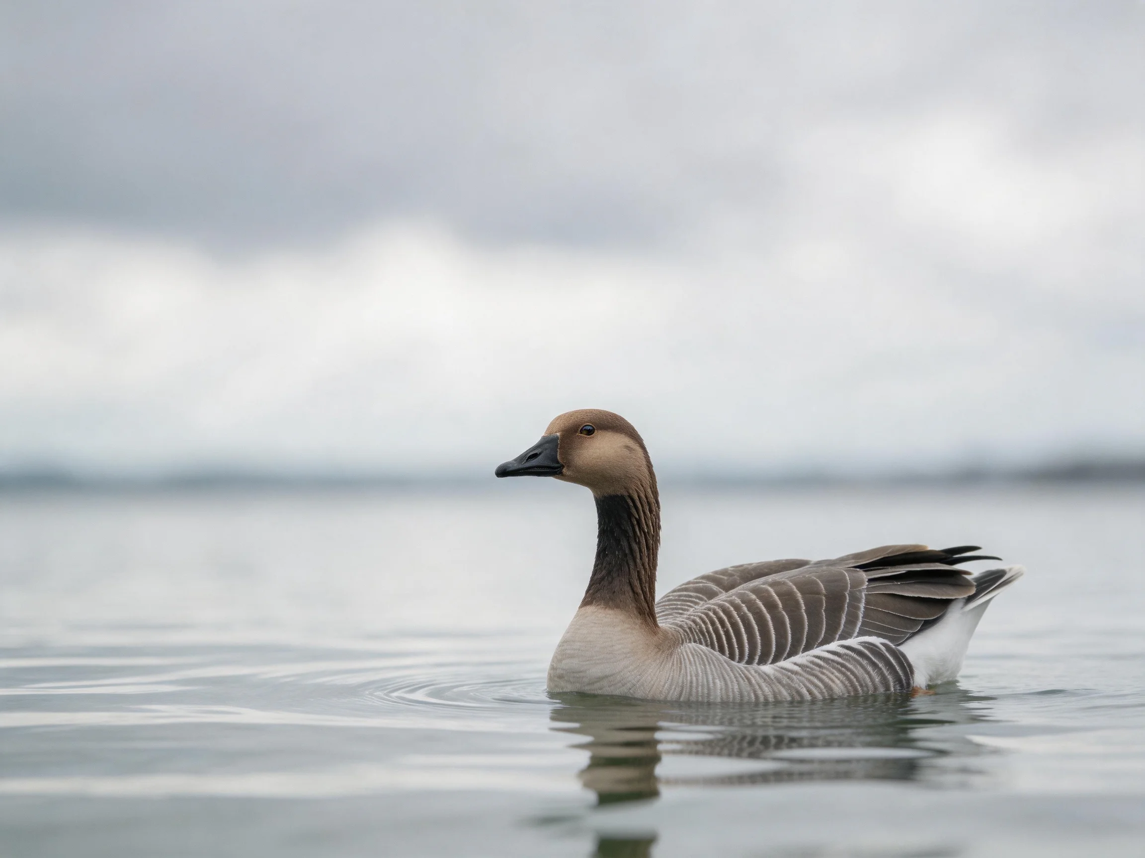 A brown-headed bird glides through calm gray waters under an overcast sky