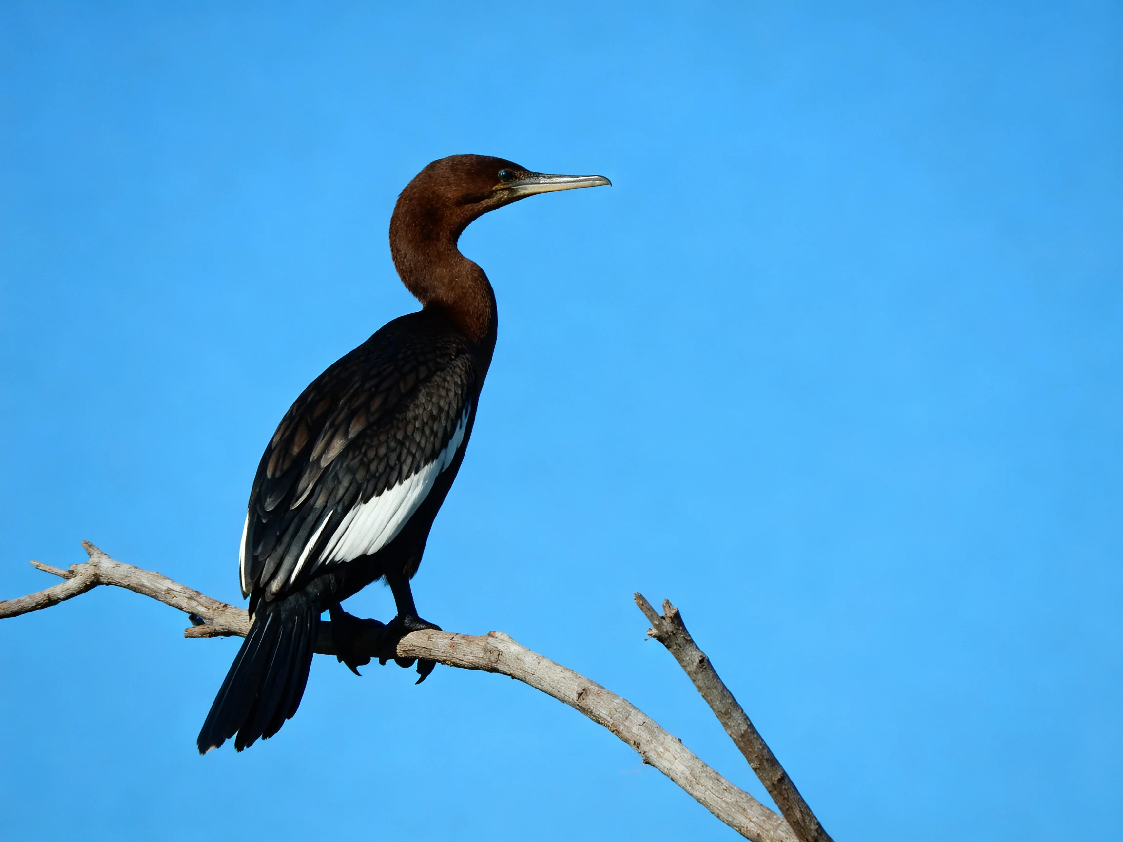 A brown-headed cormorant perches on a bare branch against clear blue sky