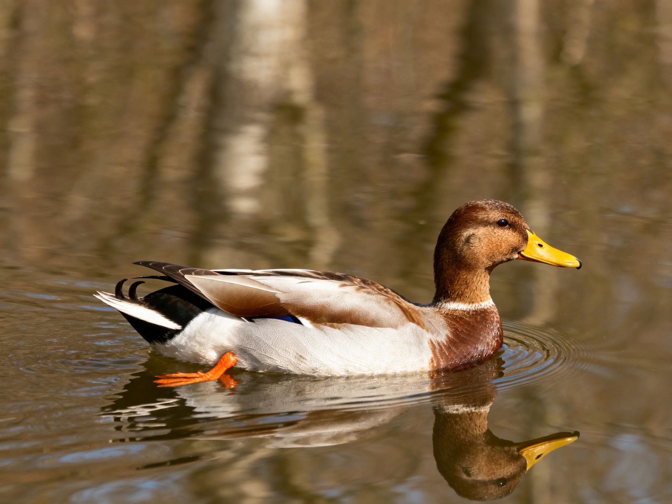 A brown-headed duck glides through calm water with tree reflections