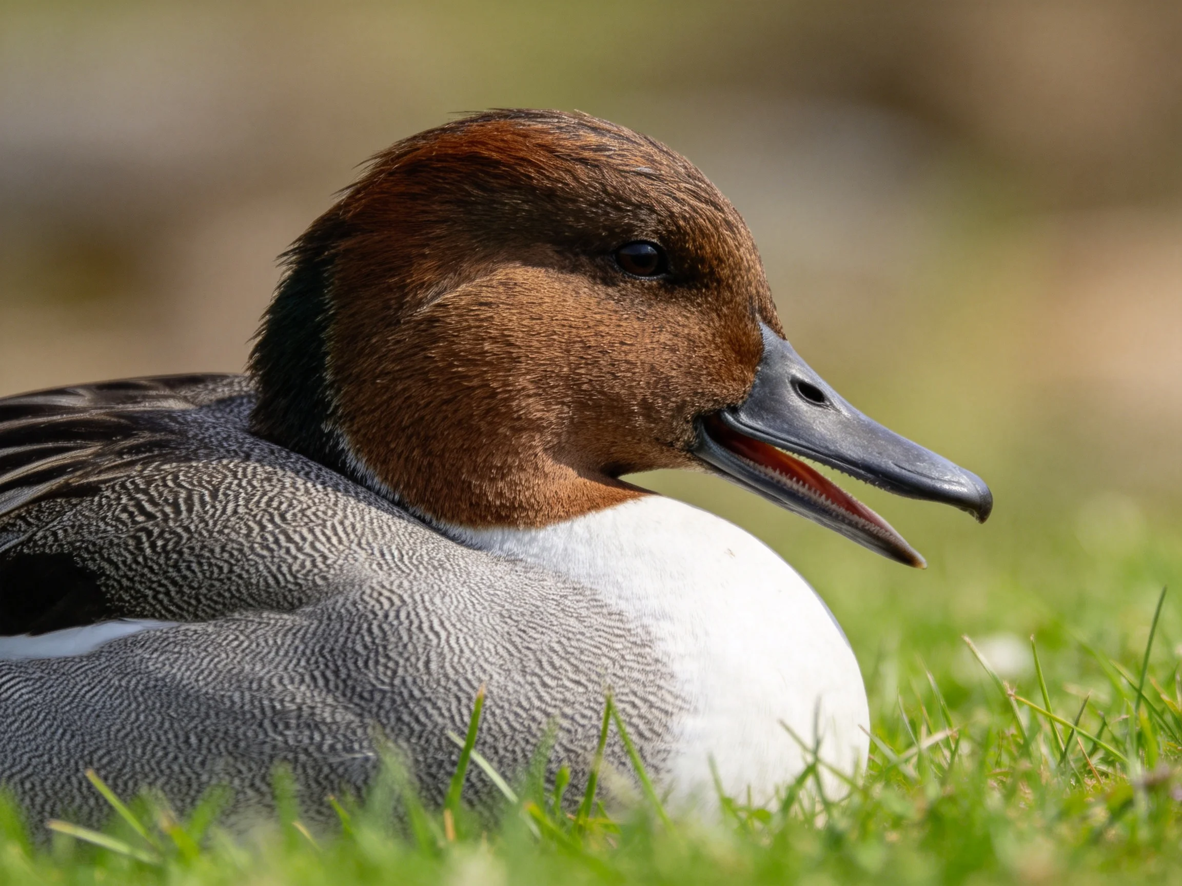 A brown-headed duck resting on green grass with gray and white plumage