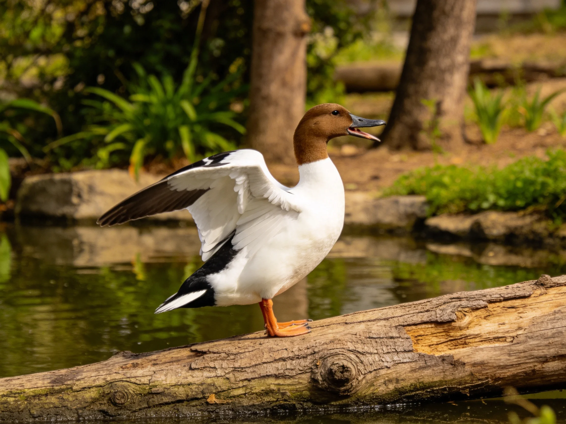 A brown-headed duck spreads wings on a weathered log by calm water