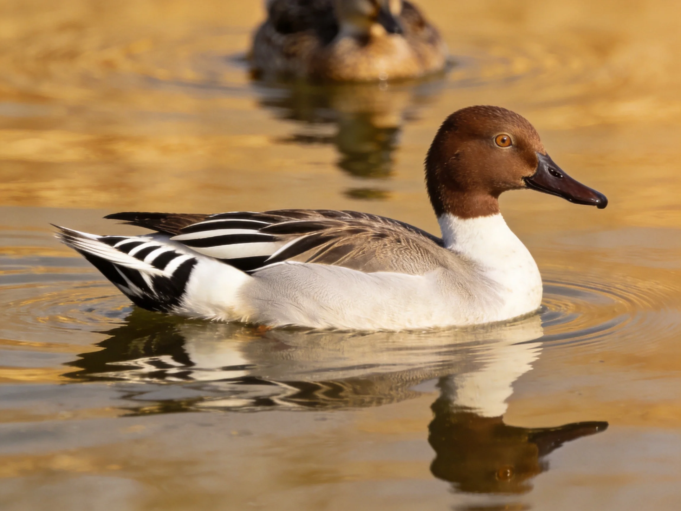 A brown-headed duck swims in golden water with another duck behind