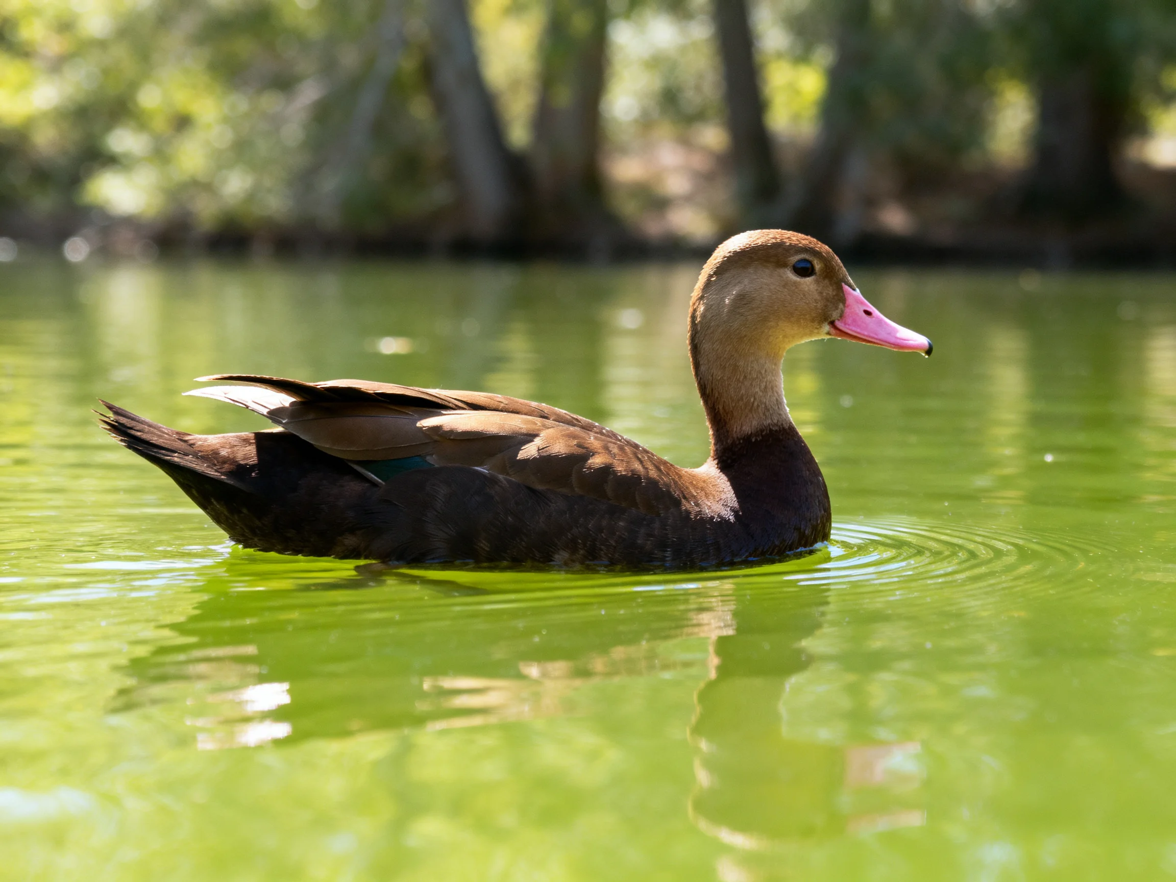 A brown-headed duck with a pink beak swims in green water near trees