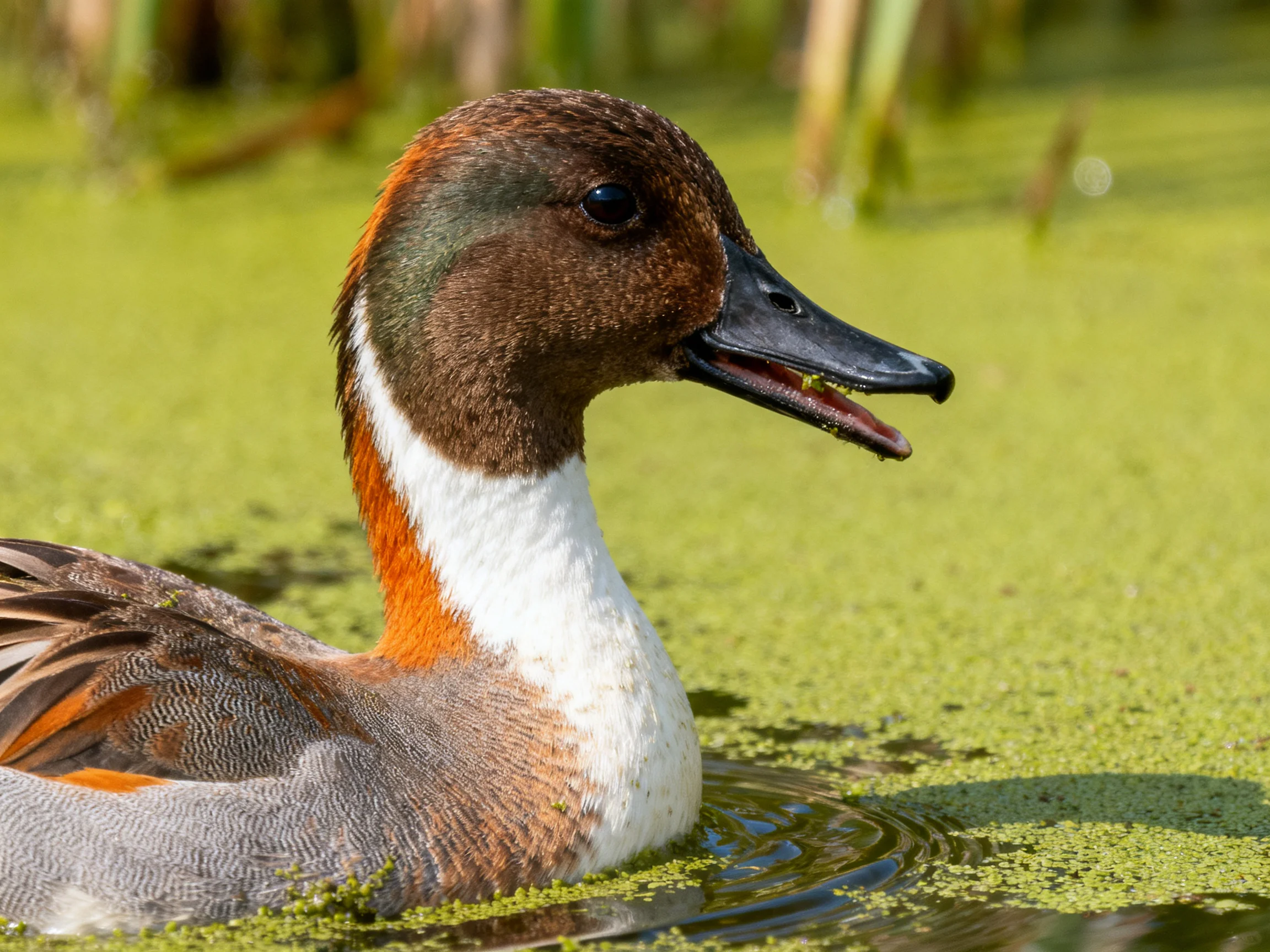 A brown-headed duck with orange accents swims in algae-covered water