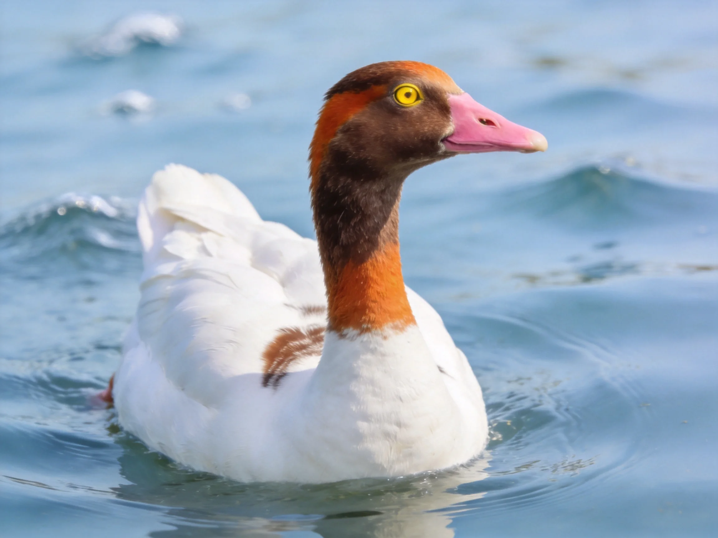 A brown-headed duck with white and brown plumage swims