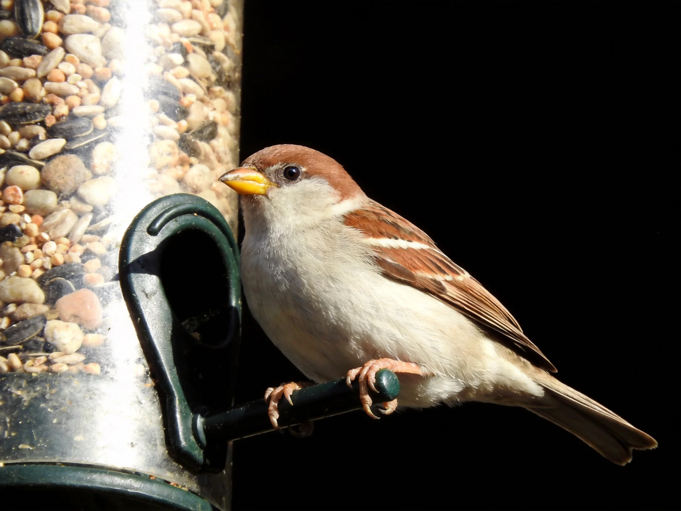A brown-headed sparrow perches on a seed-filled feeder with a yellow beak
