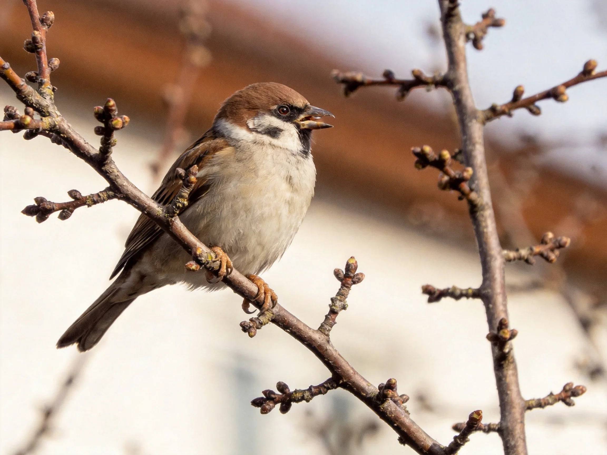 A brown-headed sparrow perches on budding tree branches